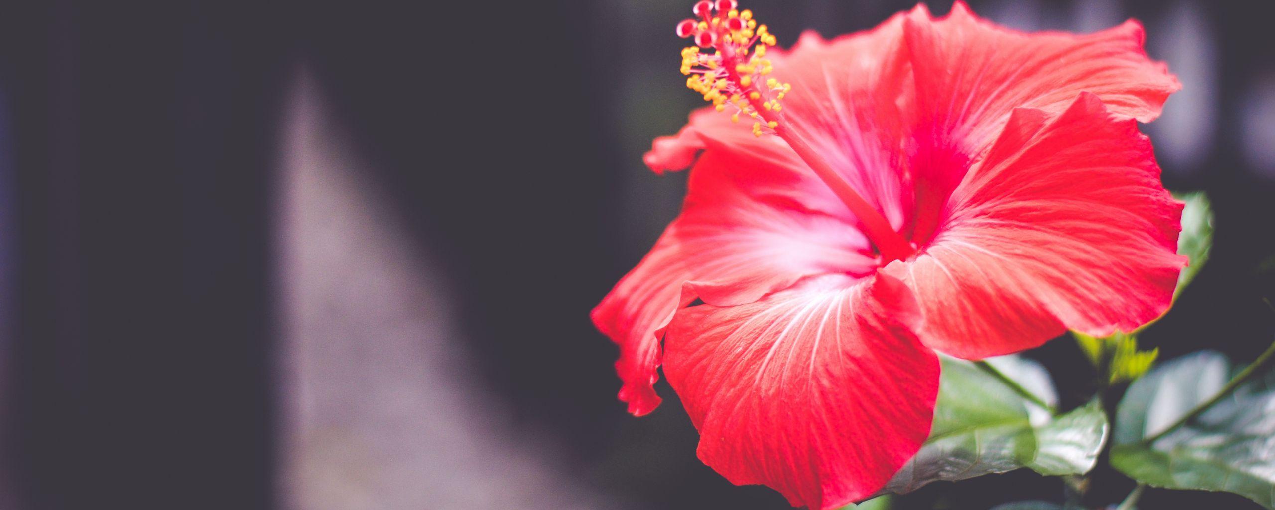 Hibiscus Flower Wallpapers - Top Free Hibiscus Flower Backgrounds