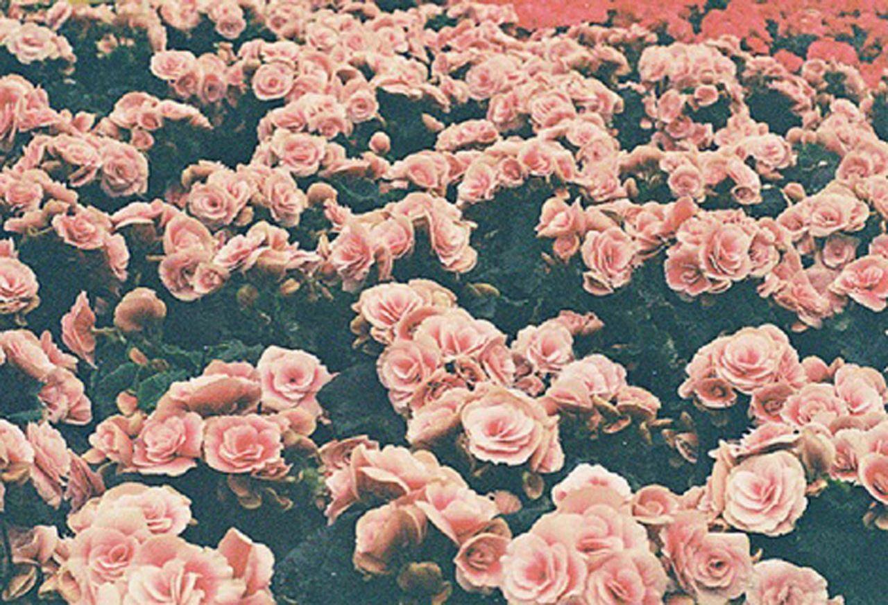 1280x873 Flower Computer Background