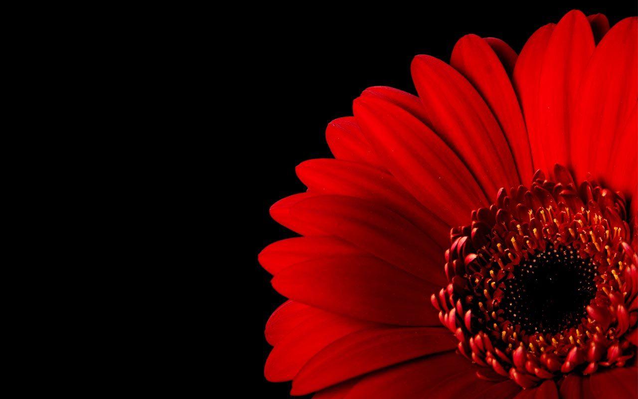 Black and Red Flower Wallpapers Top Free Black and Red Flower
