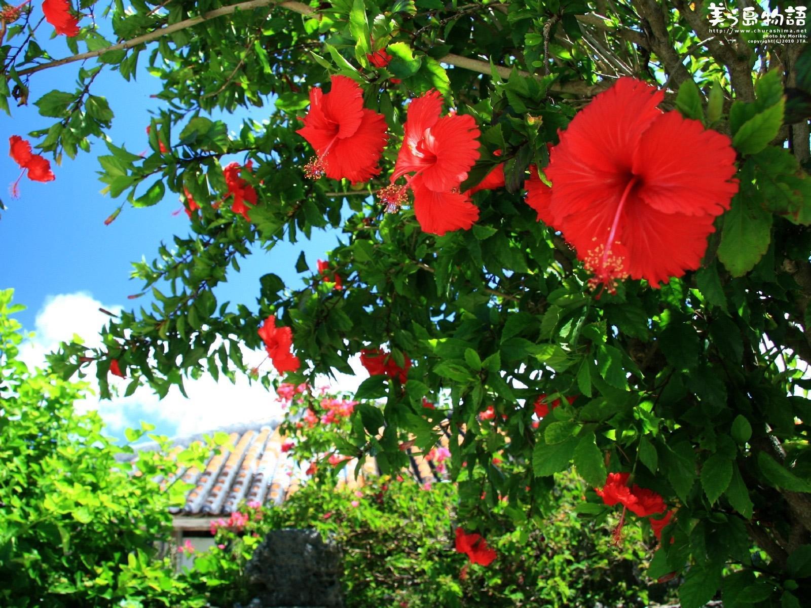1600x1200 Picture Flowers Hibiscus