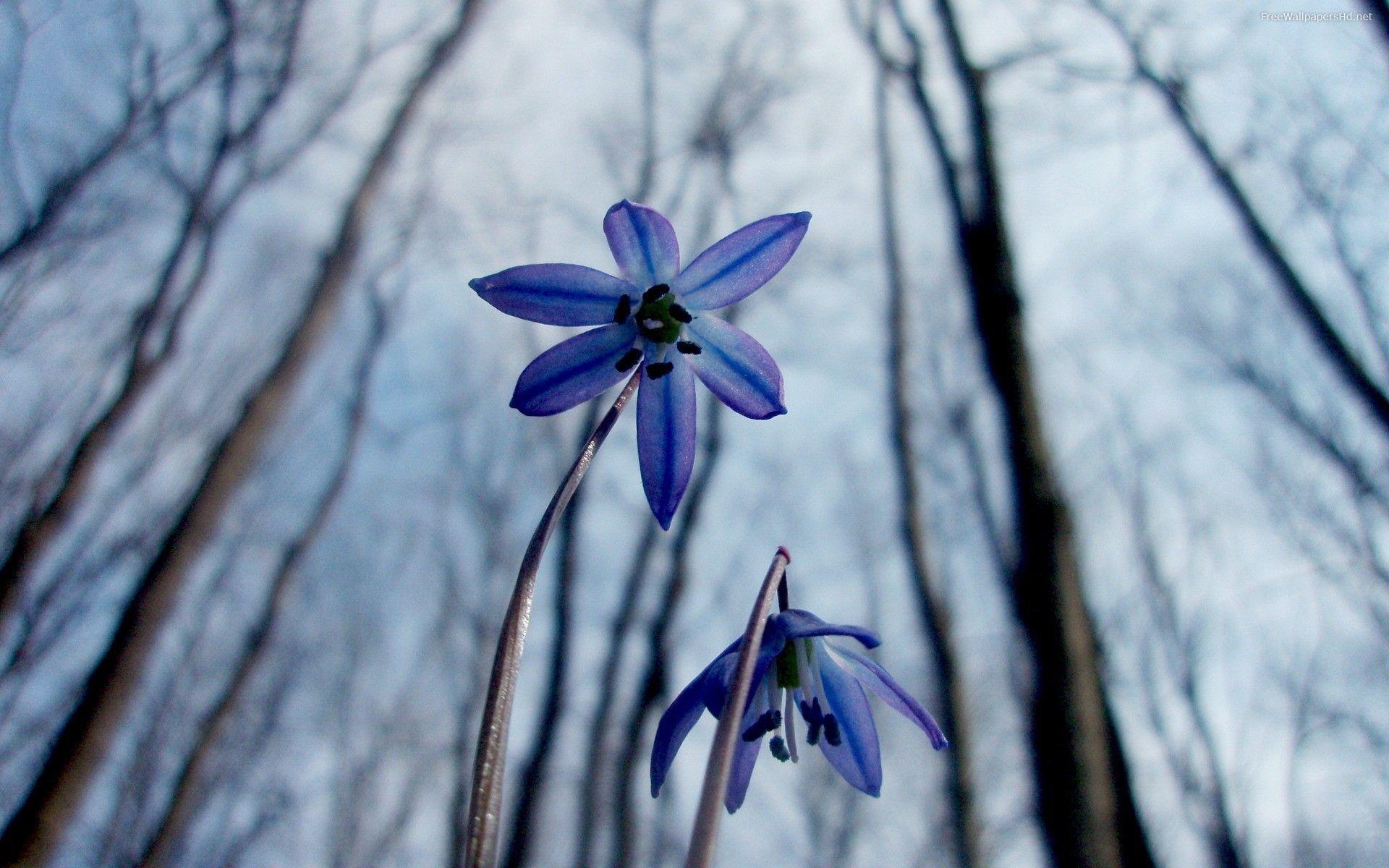 1920x1200 Ideas For Winter Winter Flower .summerbackground24.