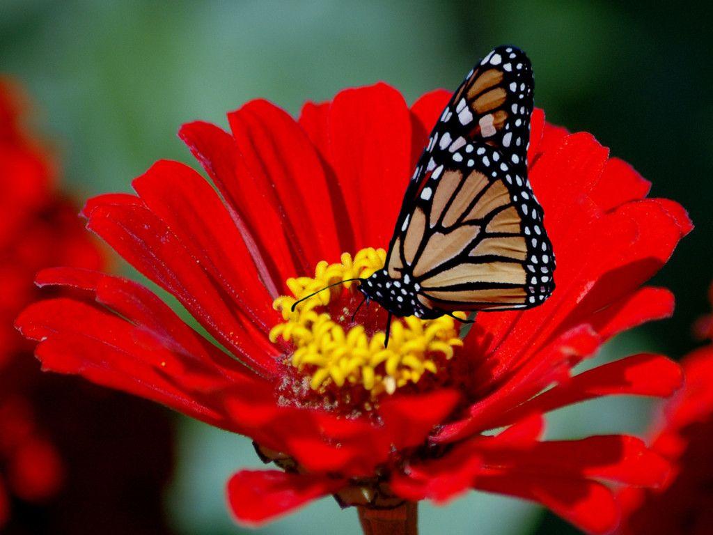 1024x768 Flower Wallpaper. Flower Wallpaper