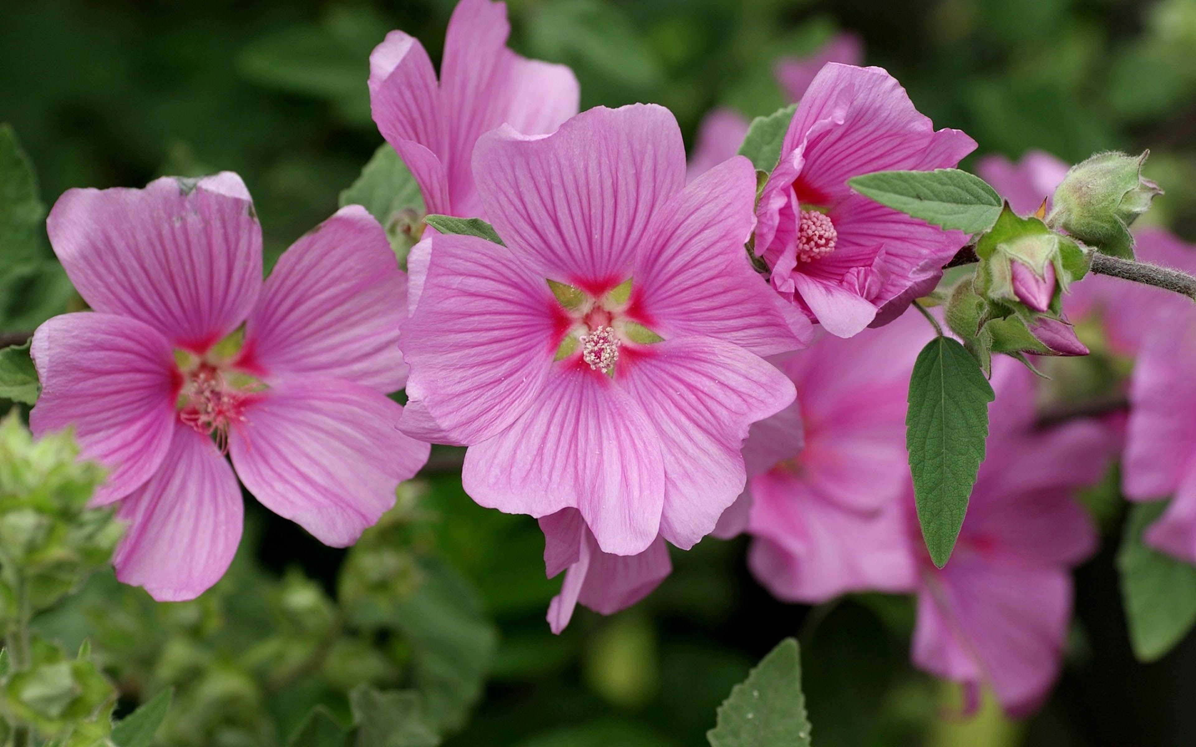 3840x2400 Hollyhocks Pink Flowers Categories Mallow Flowers Wallpaper 4k