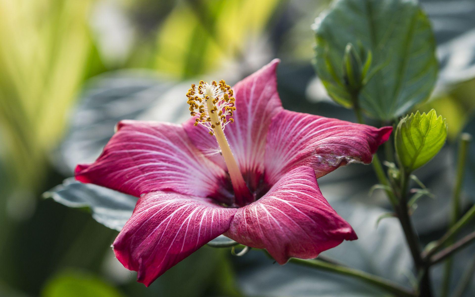 1920x1200 Flowers Hibiscus Wallpaper HD