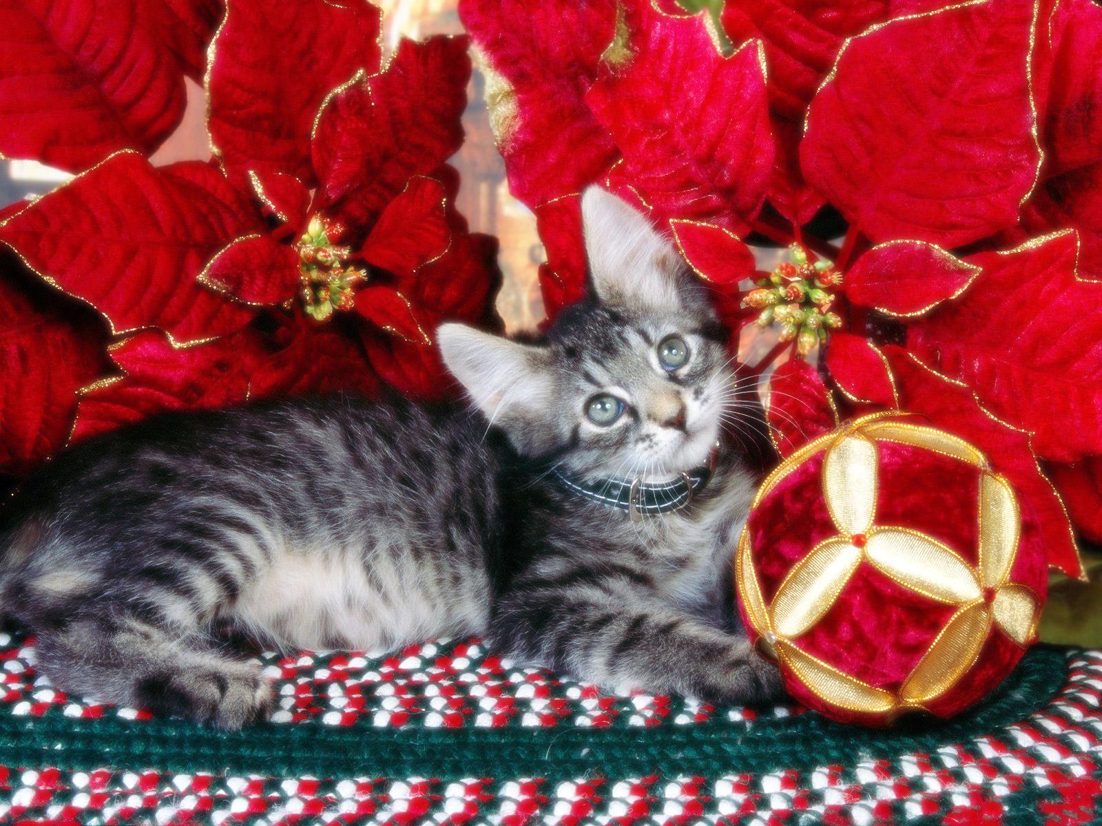 1600x1200 Free Christmas Kitten In Red Flowers computer desktop wallpaper