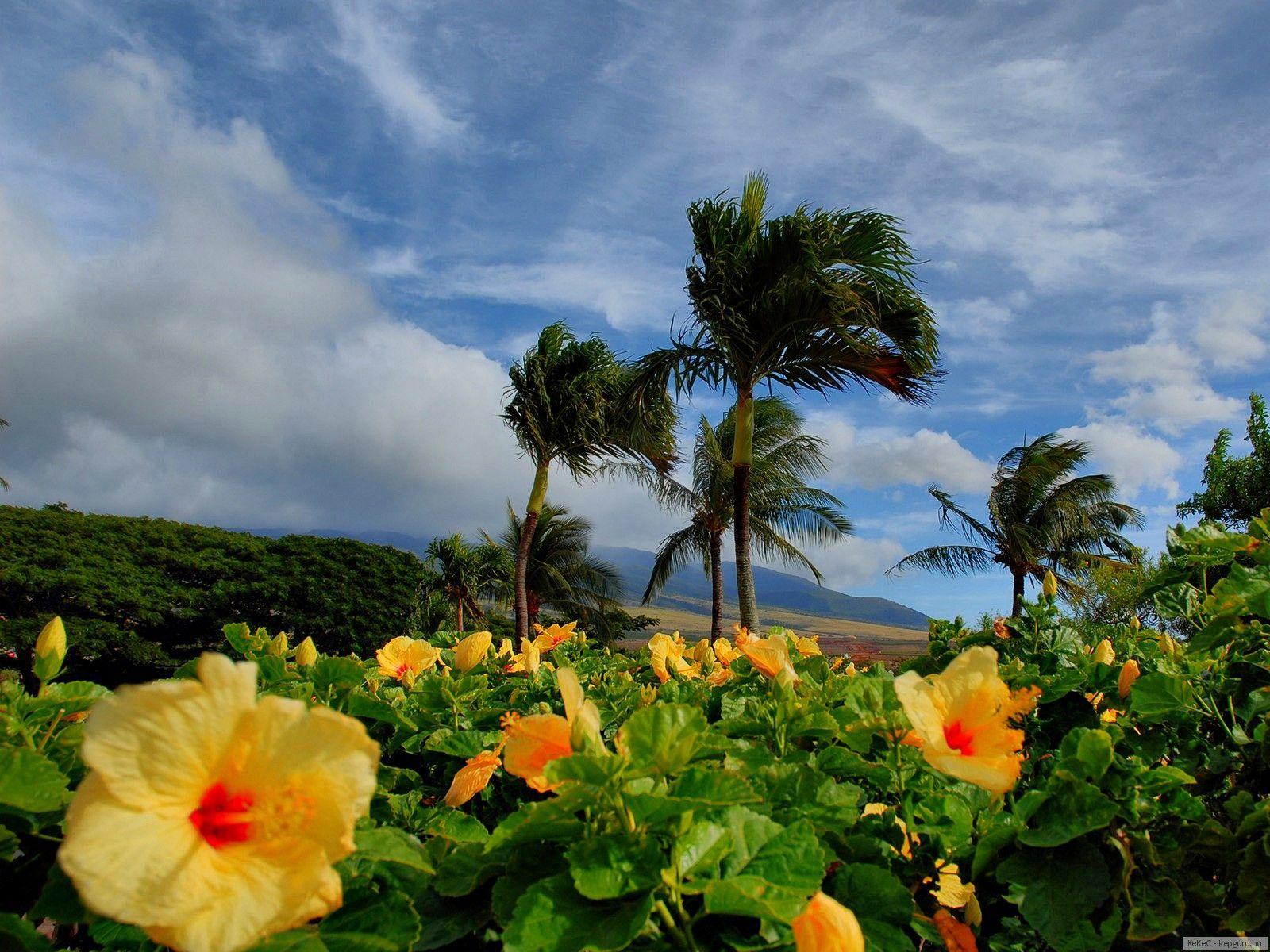 1600x1200 Picture Flowers rose mallow