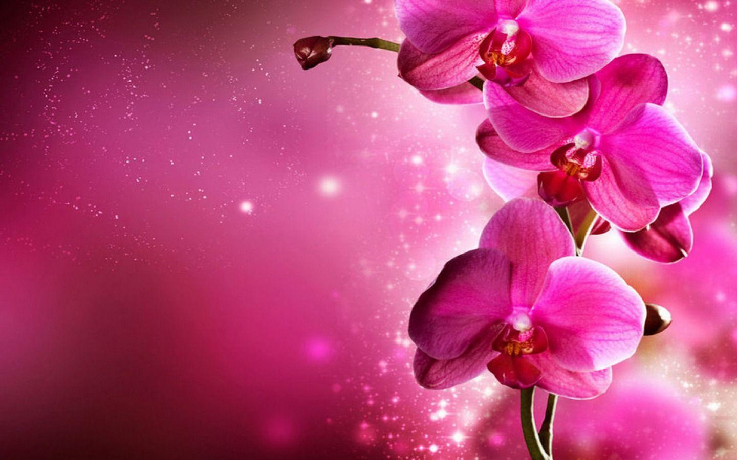 1440x900 Orchids Computer Background. Magenta