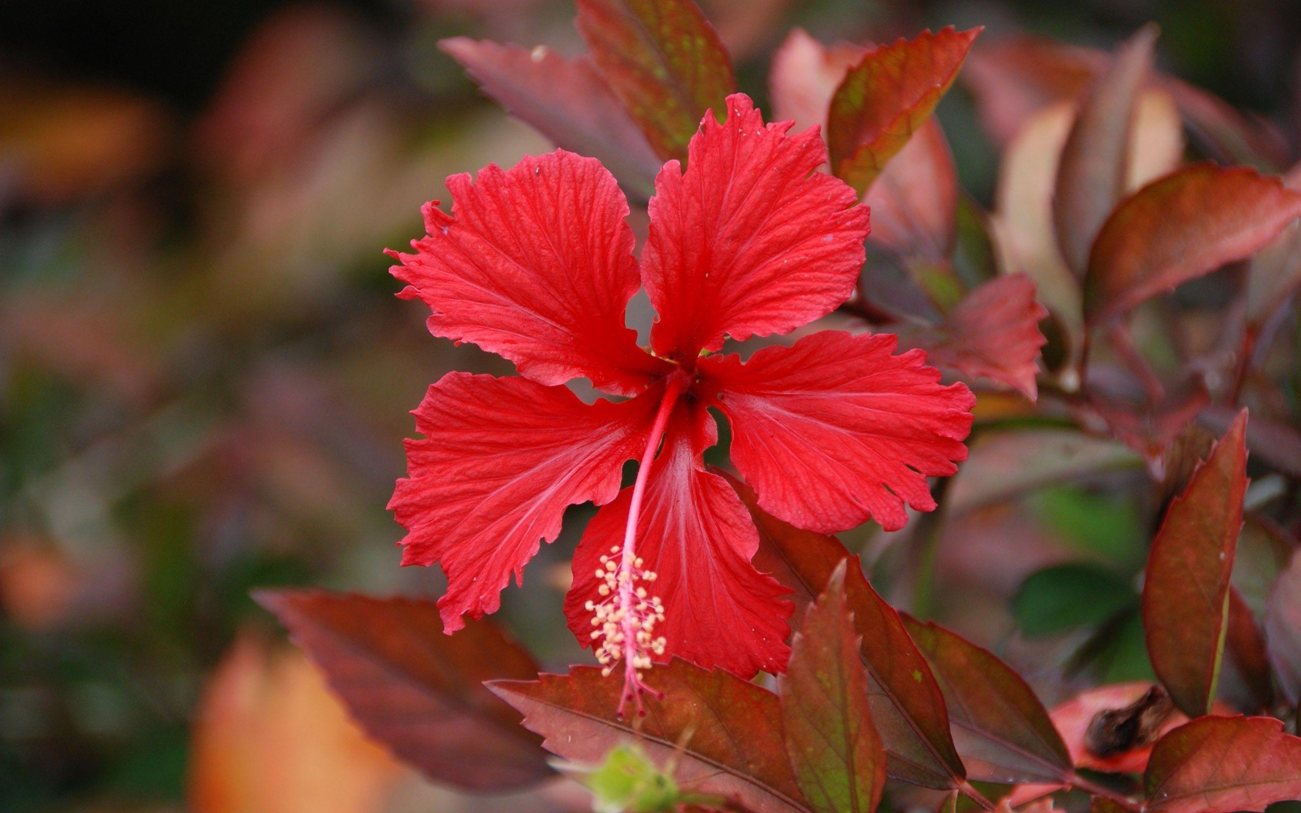 2560x1600 Hibiscus Flower In HD