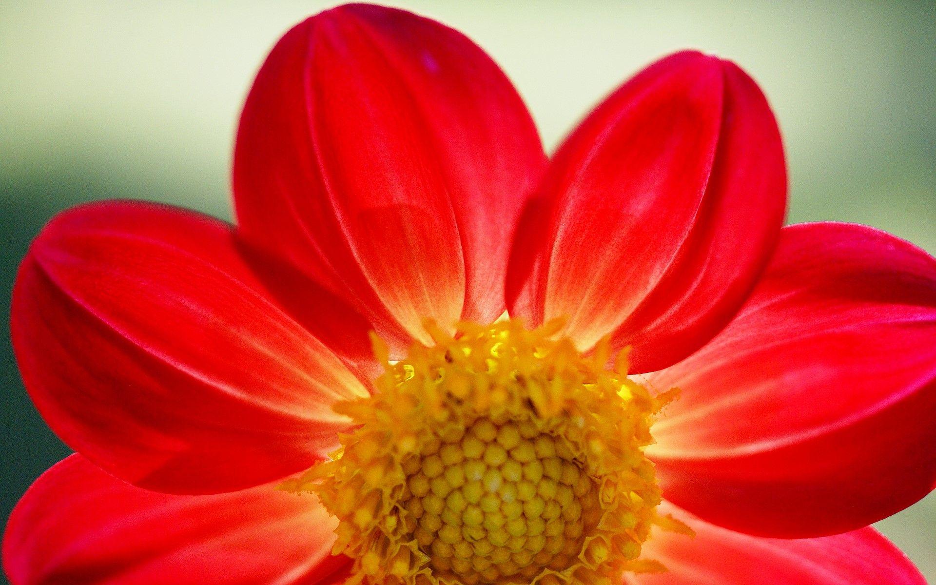 1920x1200 Computer Wallpaper, Desktop Background Red Flower, 462.5 KB
