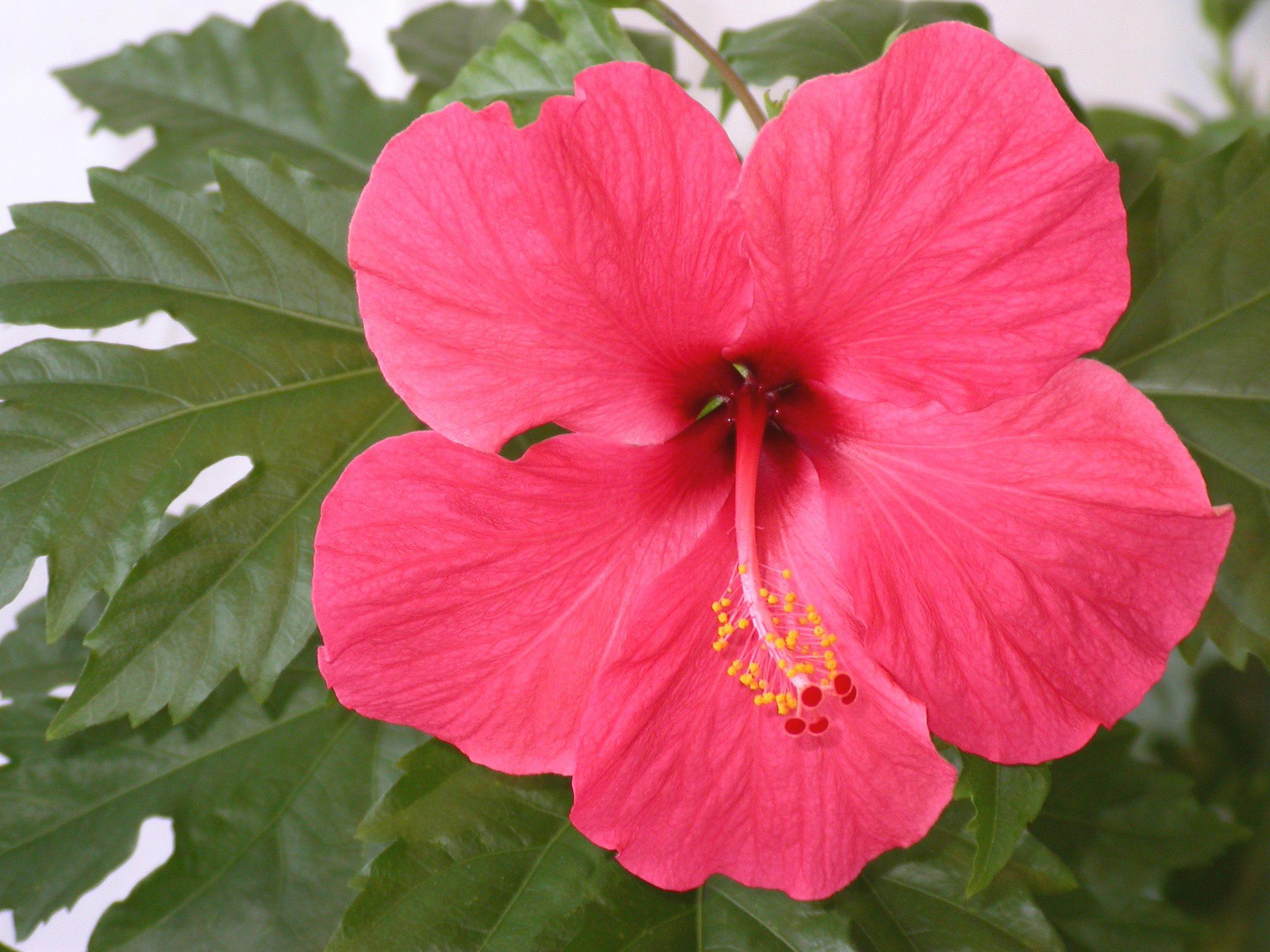 2272x1704 Wallpaper Hibiscus. Hibiscus Flower