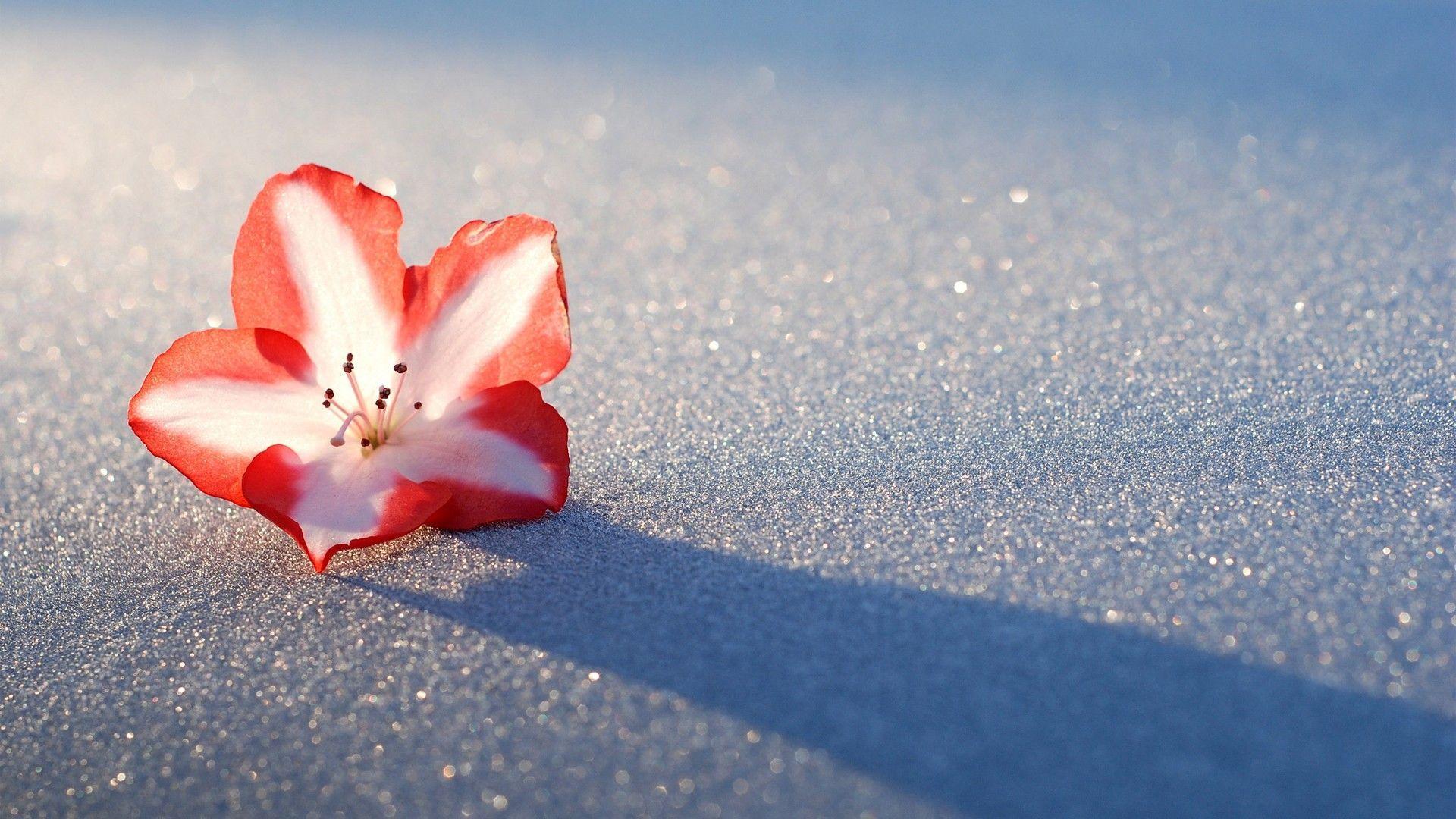 1920x1080 Winter Flowers