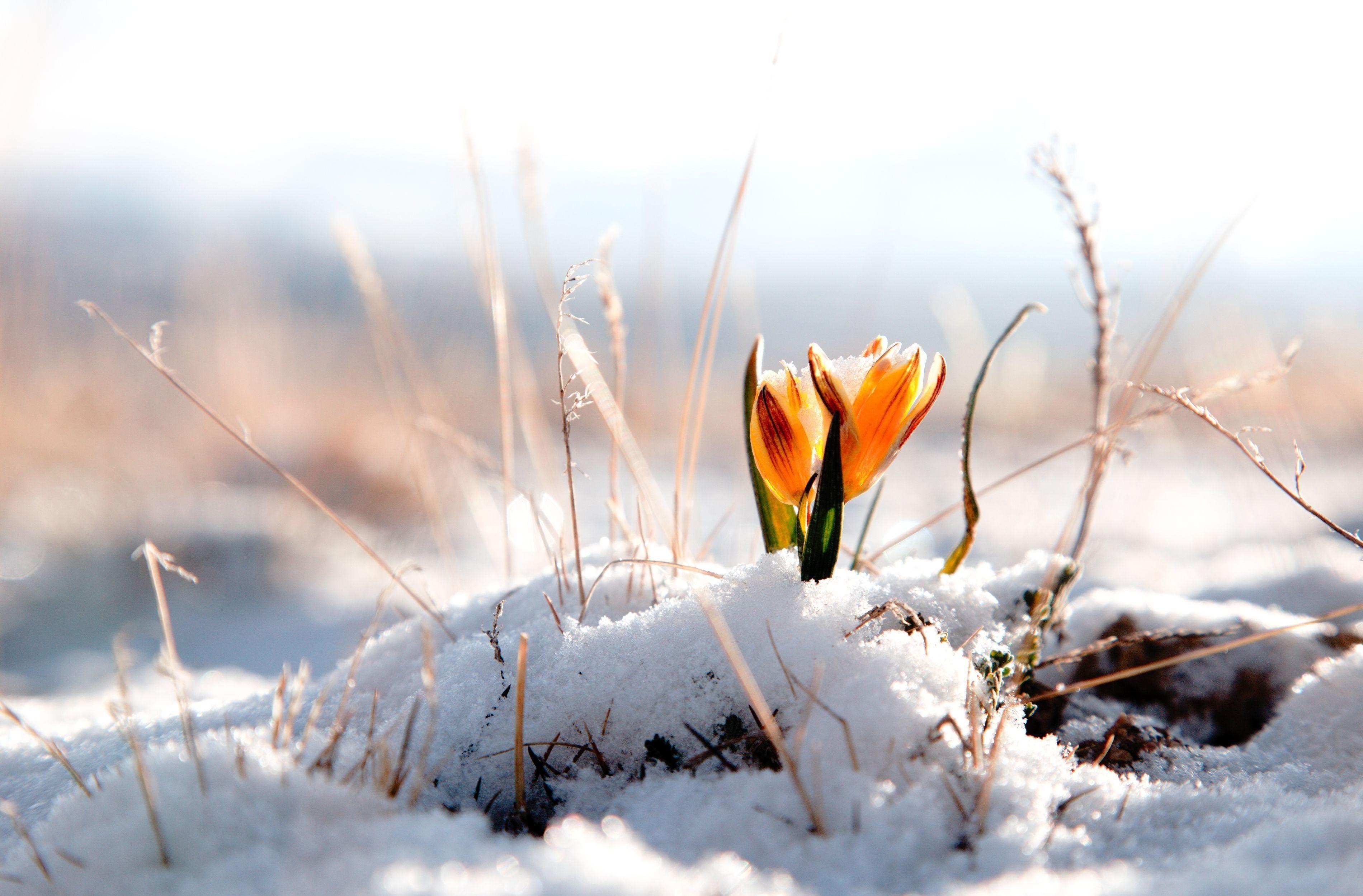 3800x2500 Flowers That Bloom In Winter Wallpaper. Apple Bloom Wallpaper, Hewlett Packard Bloom Wallpaper And Orlando Bloom Pirates Of The Caribbean Wallpaper