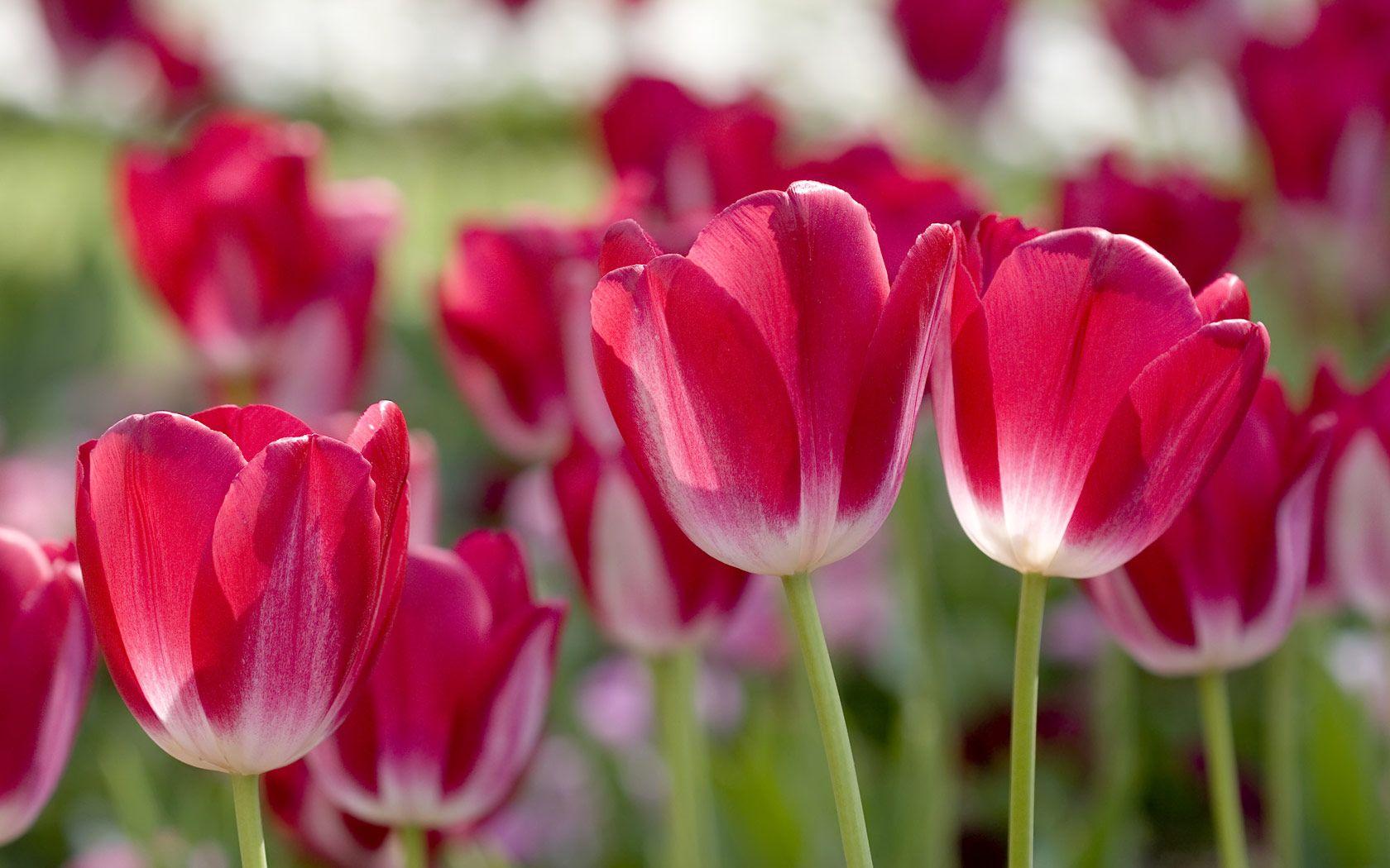 1680x1050 Red Spring Flowers 14131 1680x1050px