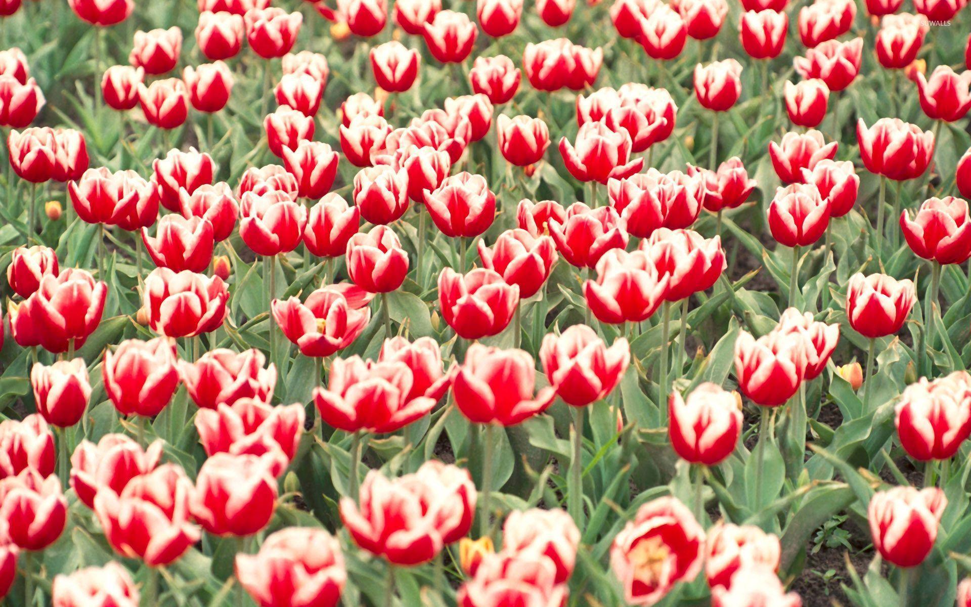1920x1200 Red and white tulips on the field wallpaper wallpaper