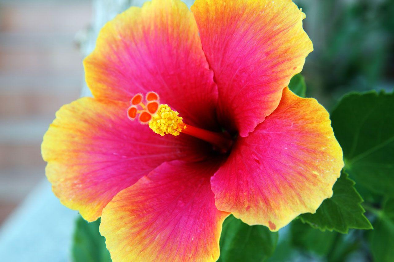 Hibiscus 4K Wallpapers Top Free Hibiscus 4K Backgrounds WallpaperAccess hibiscus-4k-wallpapers-top-free-hibiscus-4k-backgrounds-wallpaperaccess