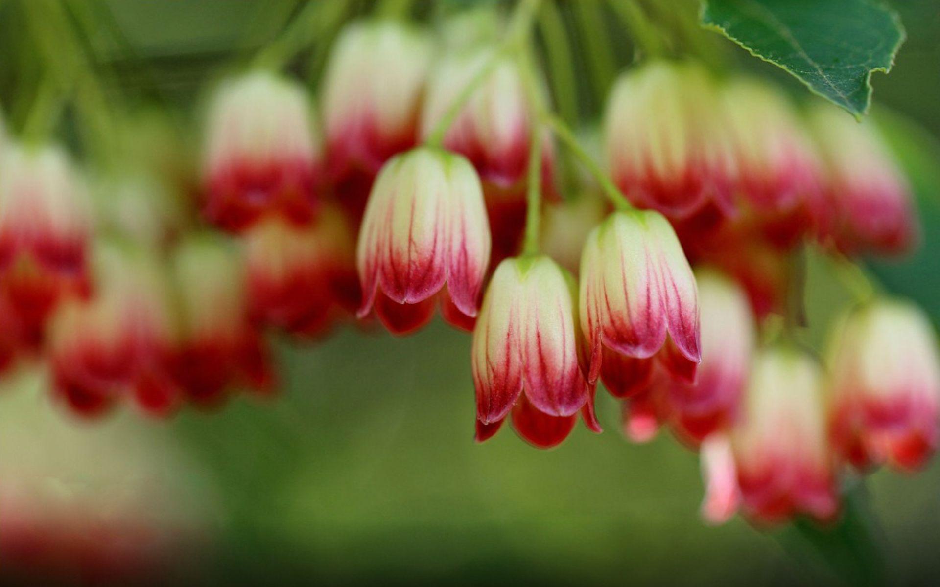 1920x1200 Red Flower Bells Desktop Wallpaper HD 1920x1200 :