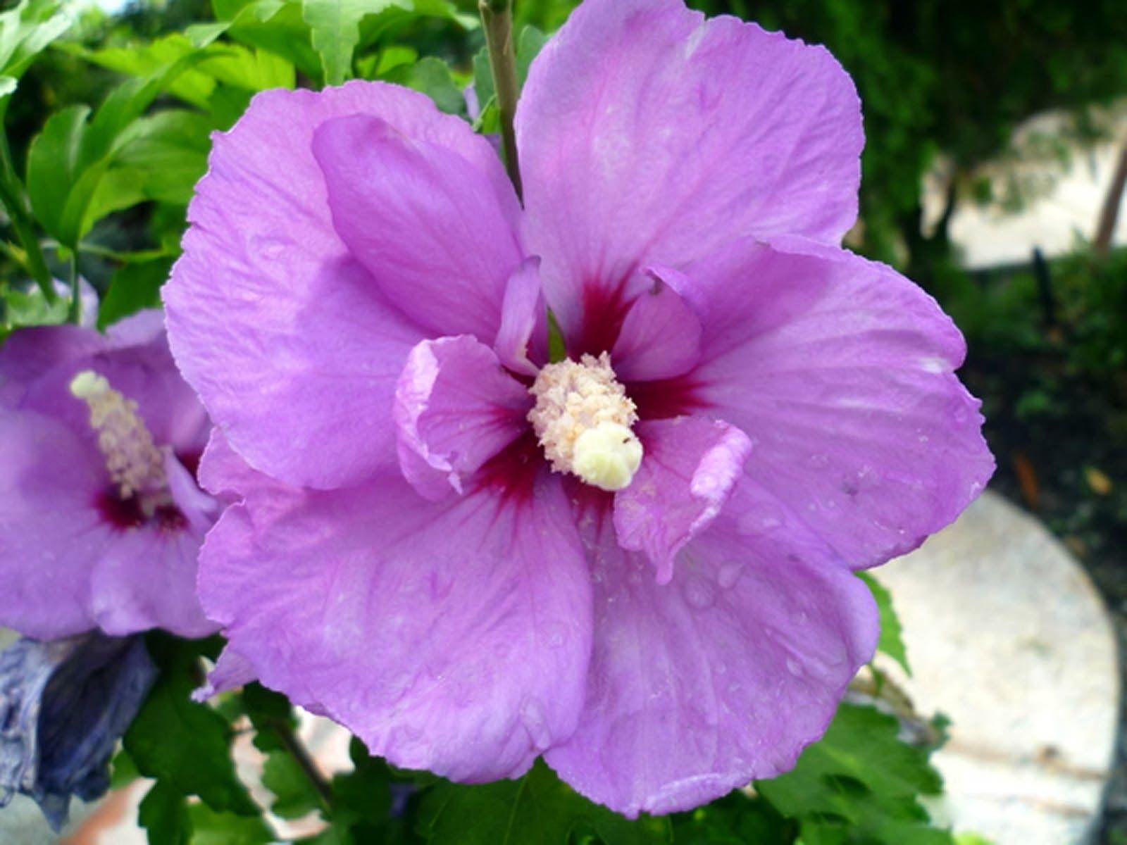 1600x1200 Purple Hibiscus Flowers Wallpaper
