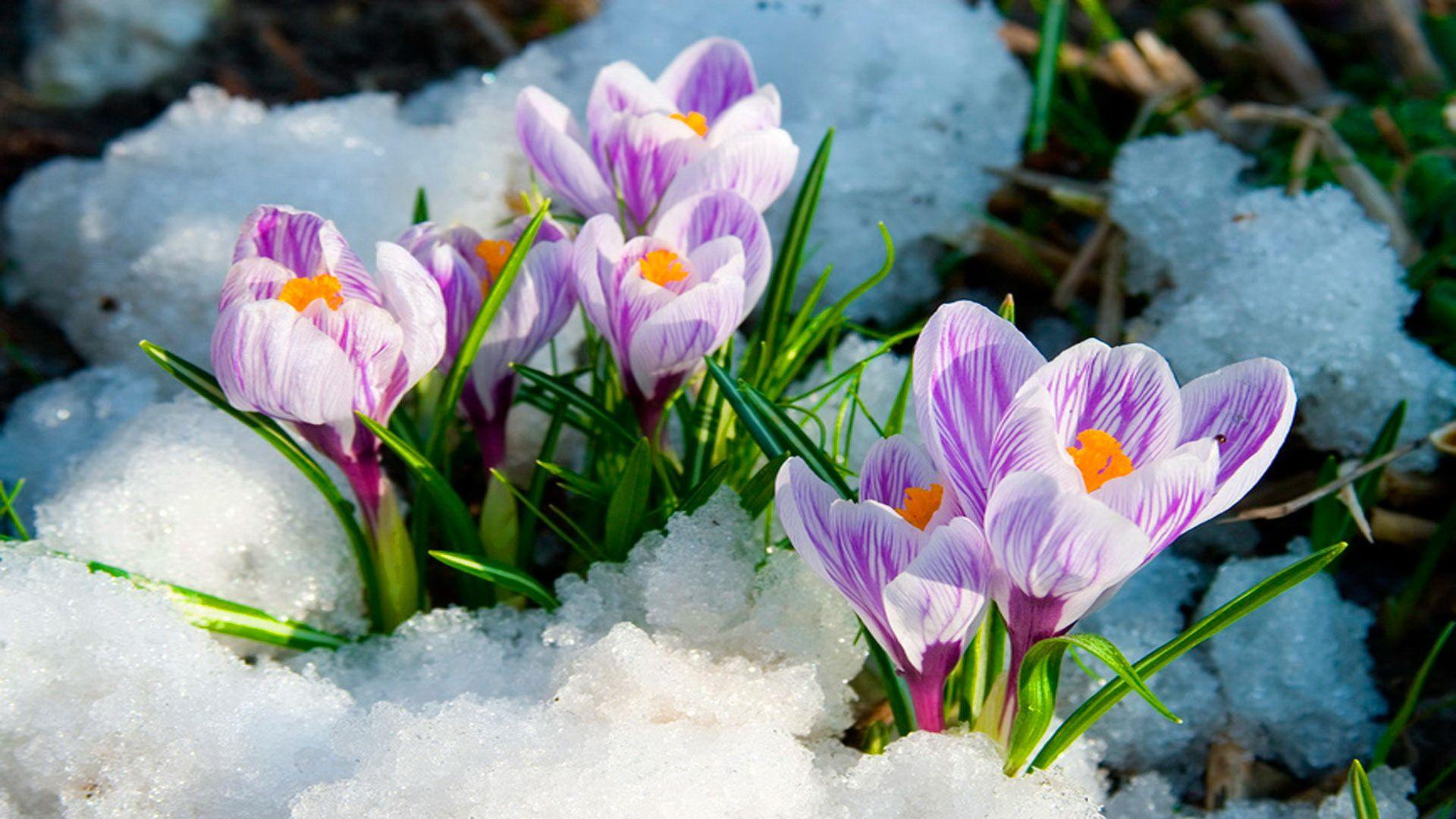 1920x1080 Spring Flowers Background For Desktop