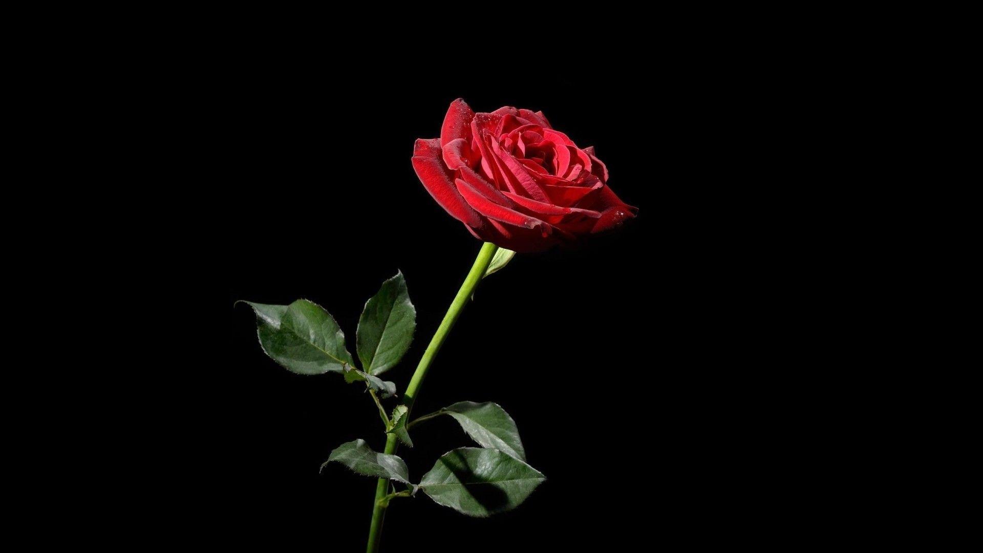 1920x1080 Red Flower Black Background