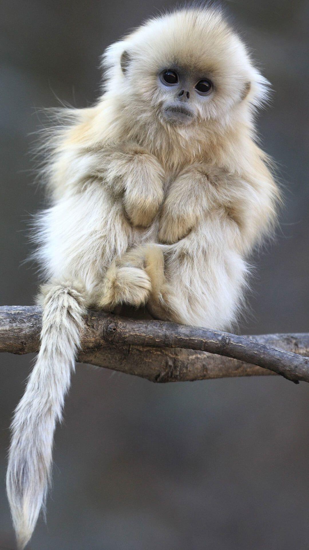 1080x1920 Download Cute Monkeys Wallpaper, HD Background Download