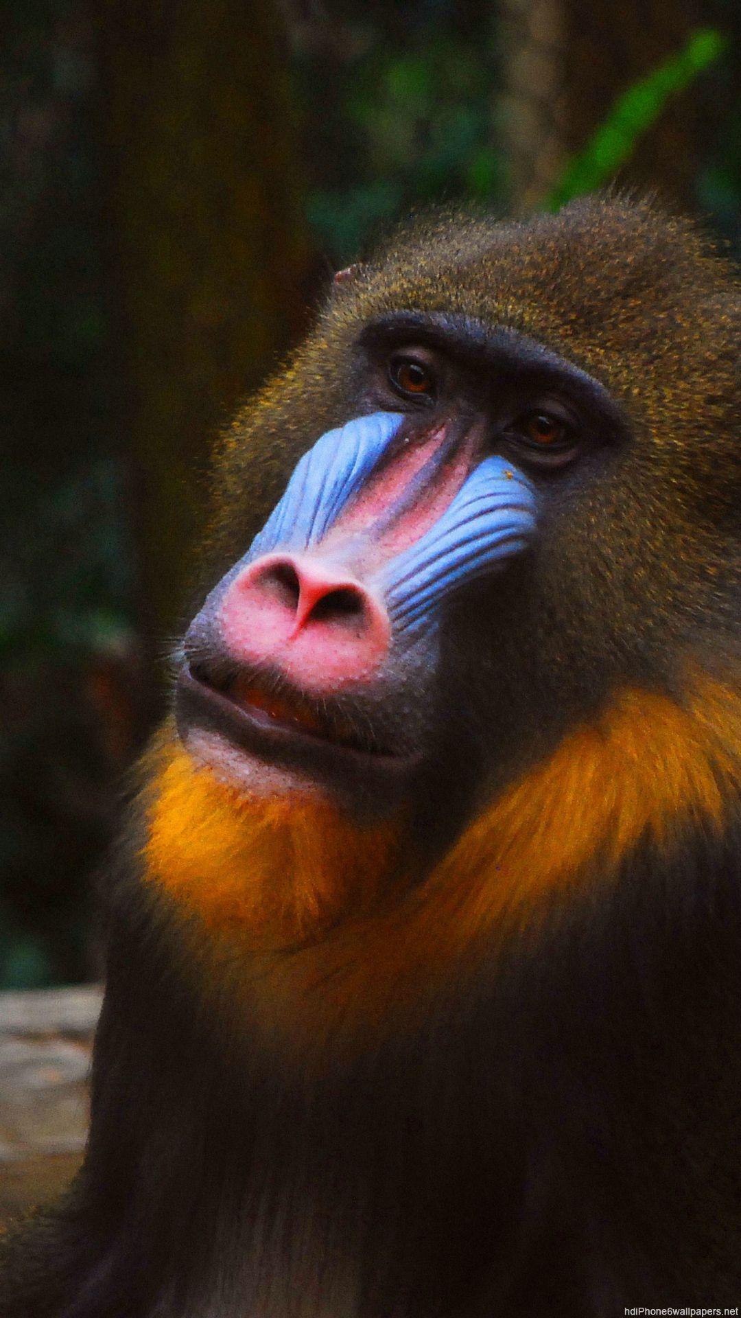 1080x1920 Mandrill Wallpaper. Mandrill Wallpaper