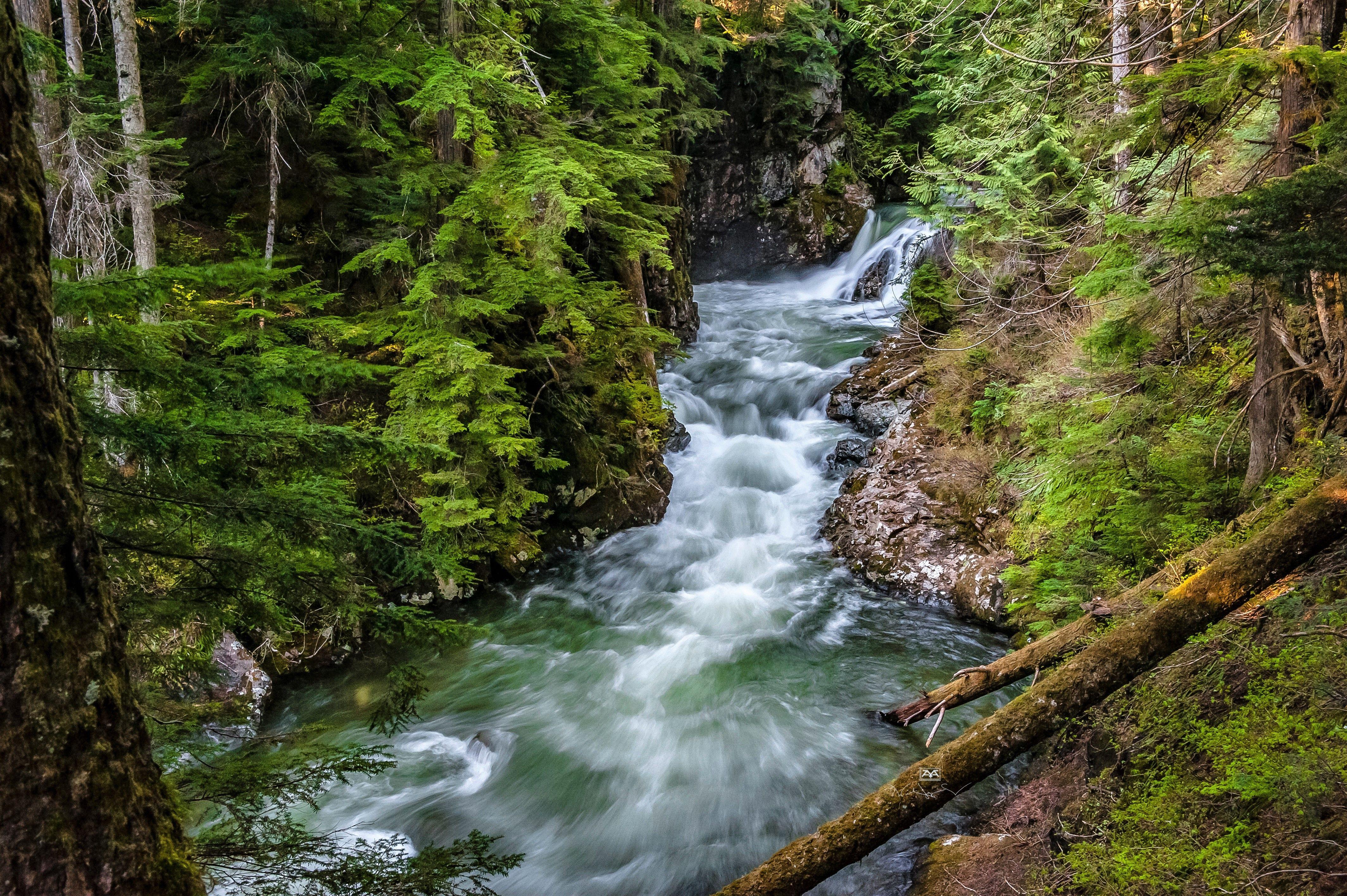 Forest Stream Wallpapers - Top Free Forest Stream Backgrounds -  WallpaperAccess