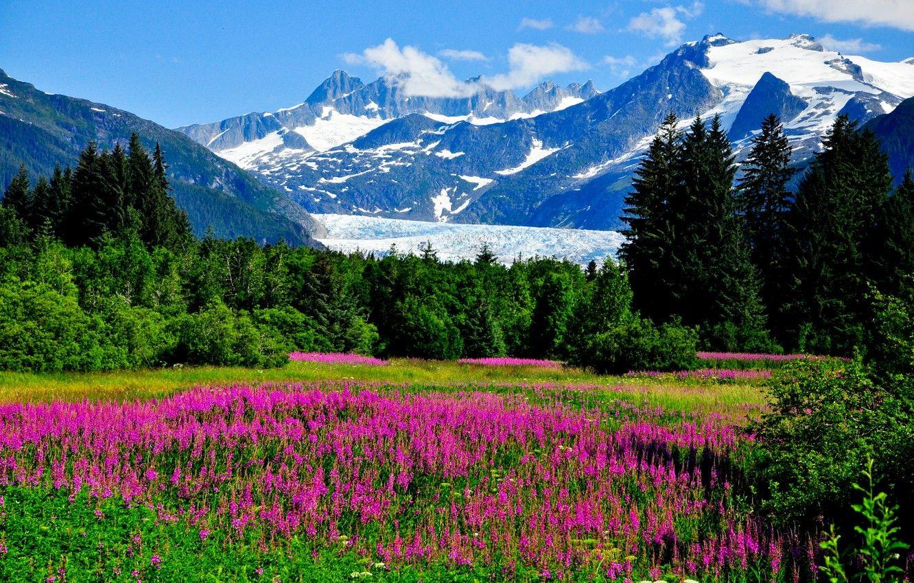 1332x850 Wallpaper greens, grass, trees, flowers, mountains, rocks, valley