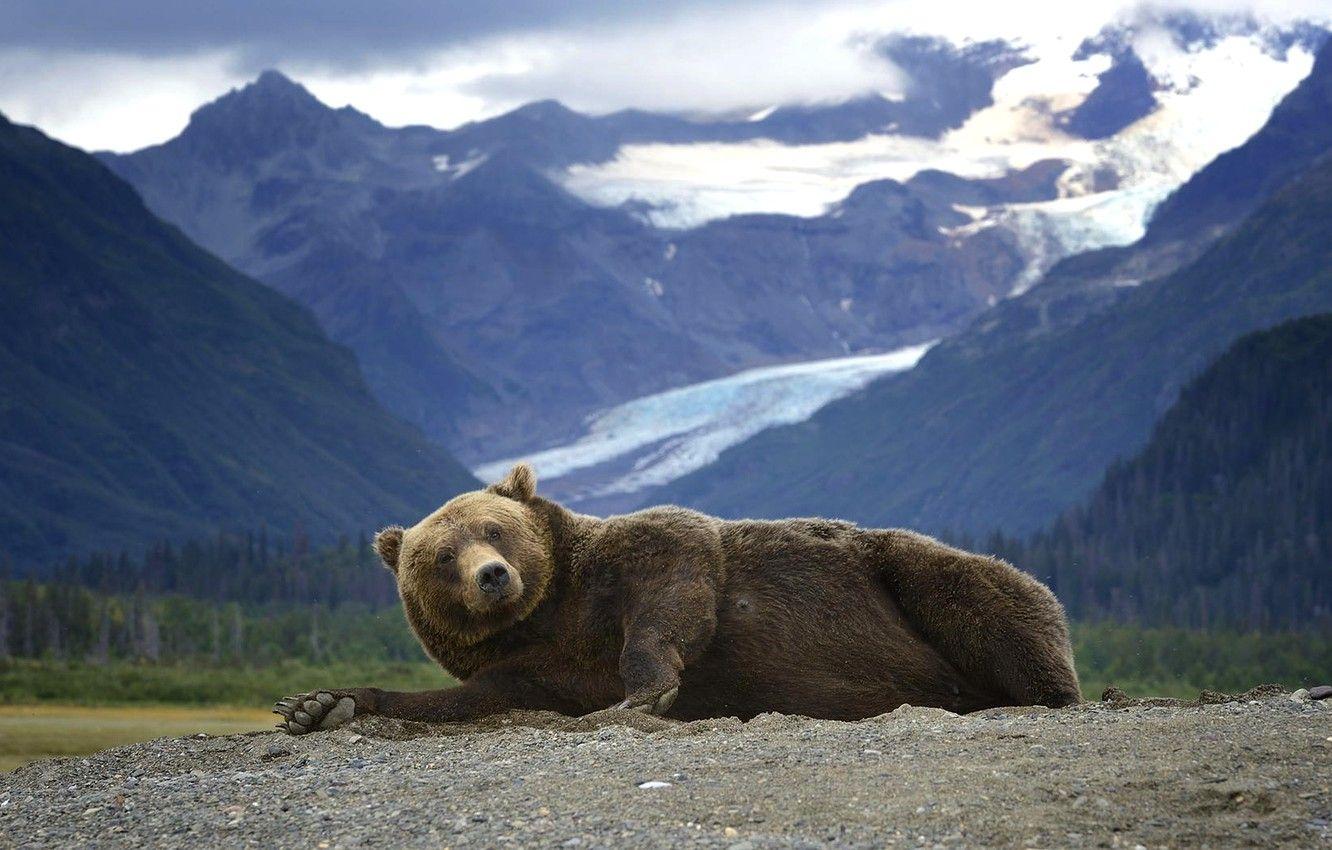 1332x850 Wallpaper mountains, predator, Alaska, Bear, lies, Grizzly image