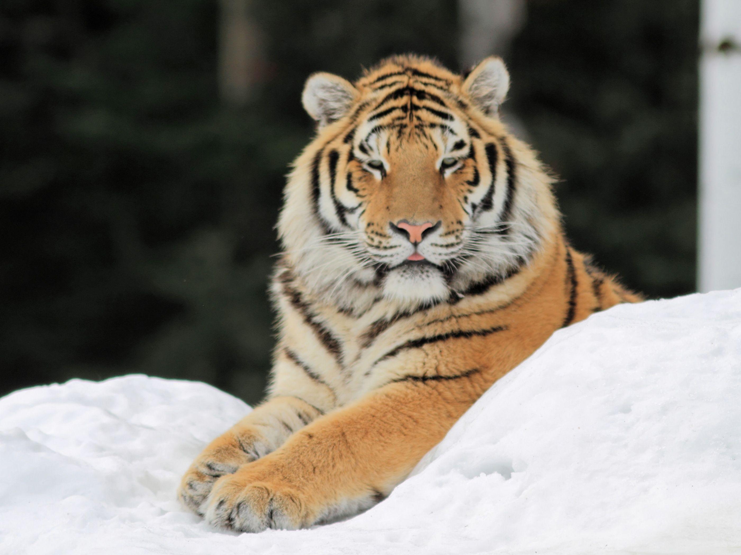 2800x2100 Majestic Tiger Ultra HD Desktop Background Wallpaper for 4K UHD TV