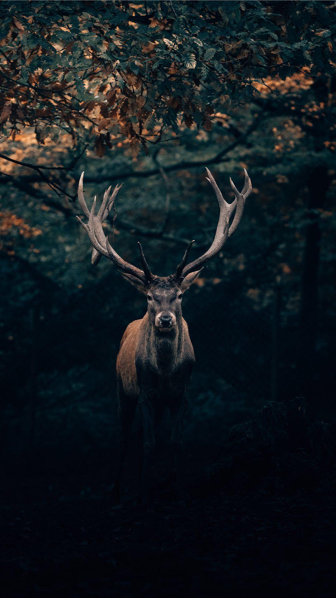 1080x1920 Best majestic iPhone 8 Wallpaper HD