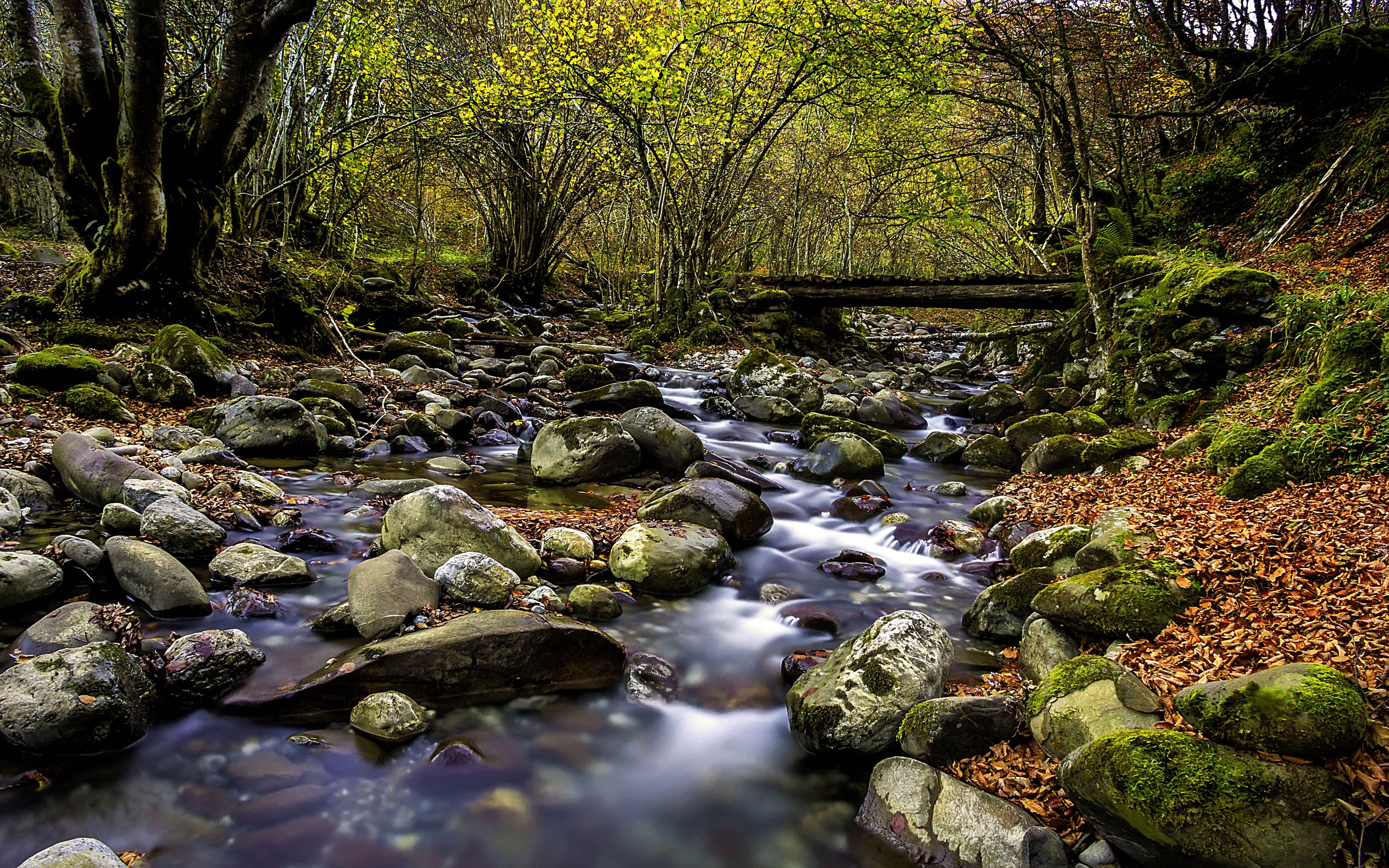 Clear Forest Wallpapers - Top Free Clear Forest Backgrounds ...