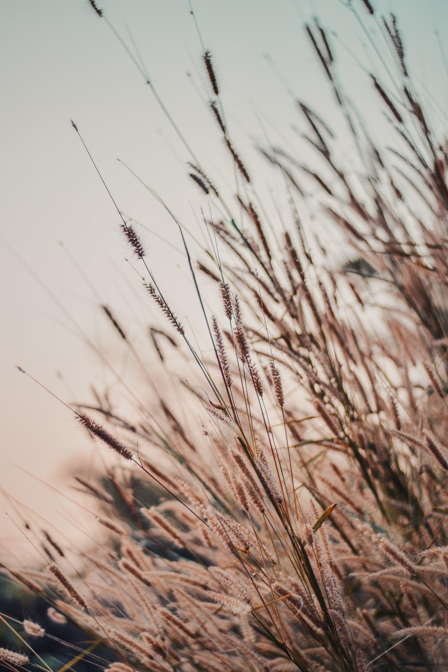 1534x2301 Photography by Vishal Banik. Aesthetic wallpaper, Nature