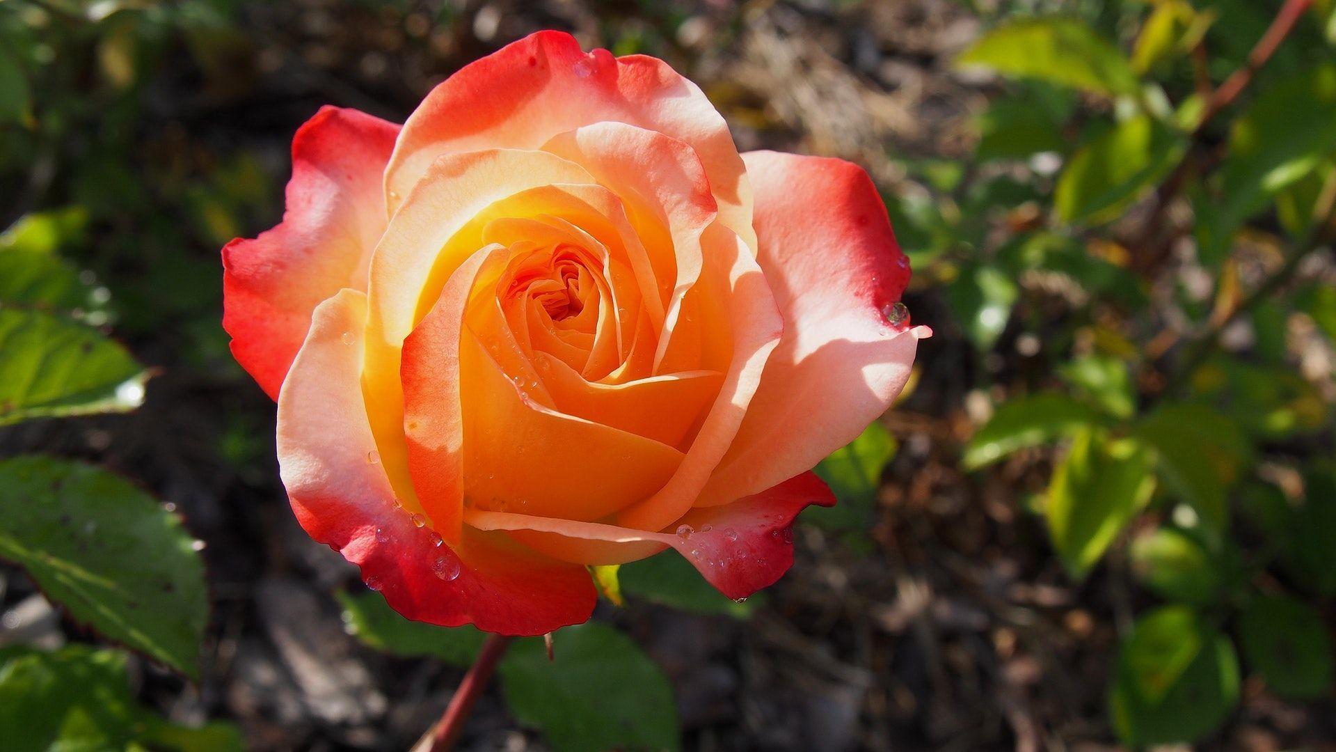 1920x1080 Yellow White Orange Rose Wallpaper