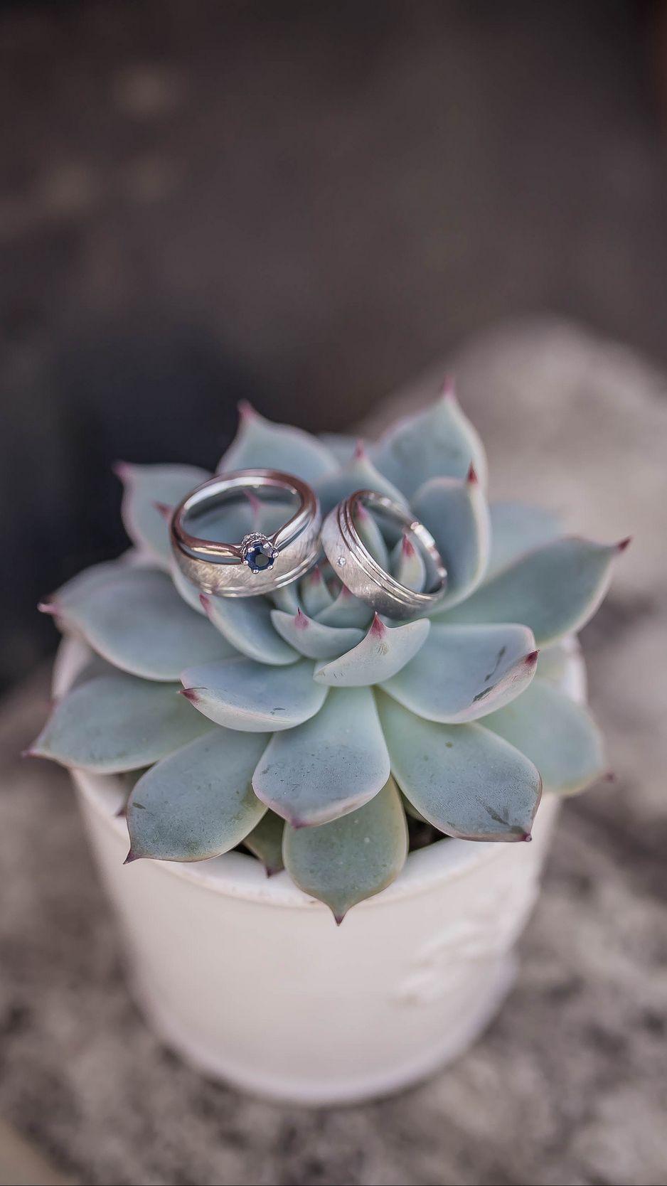 938x1668 Download wallpaper 938x1668 echeveria, succulent, rings, wedding
