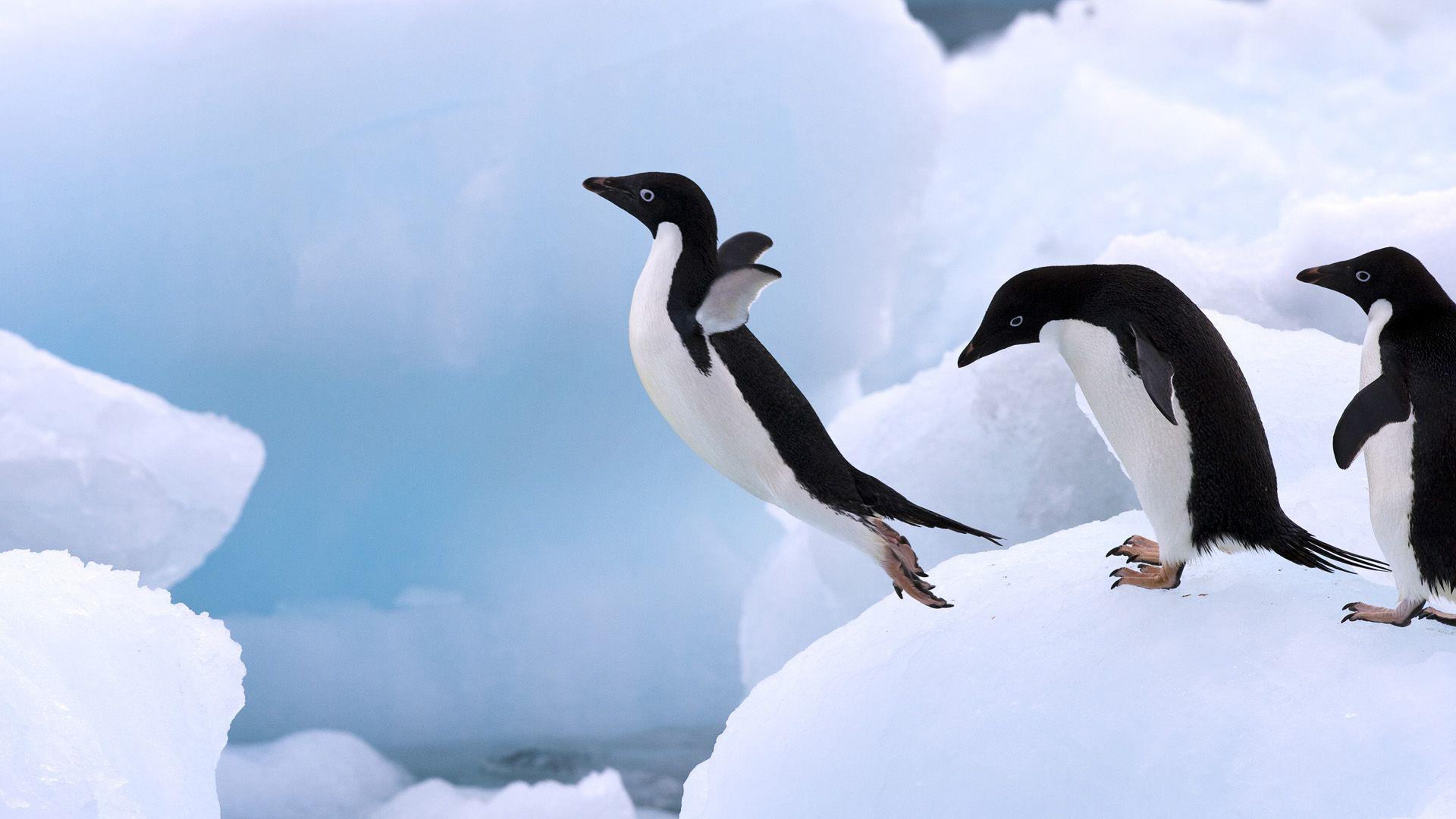 1920x1080 Penguin Wallpaper
