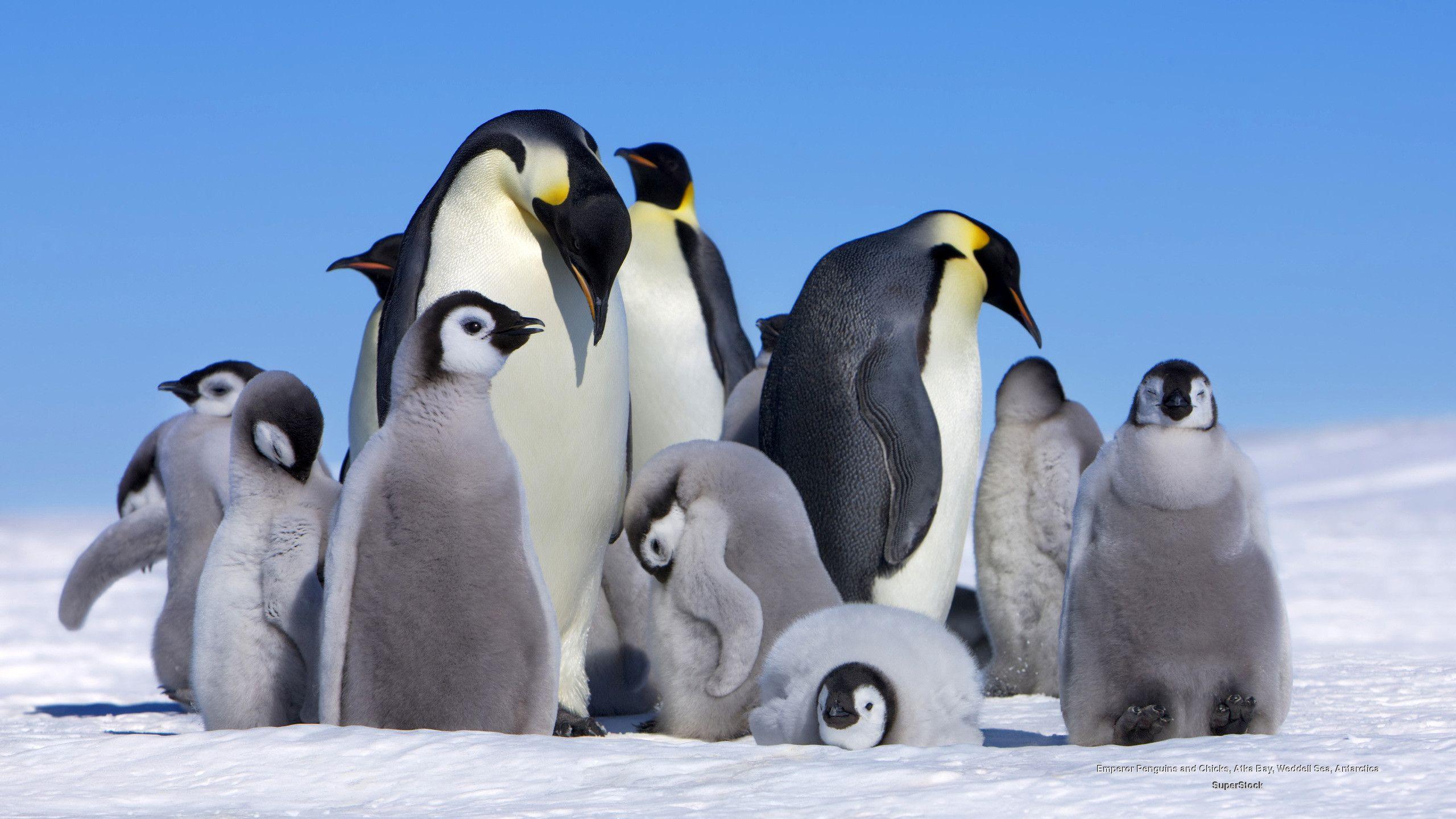 2560x1440 Desktop Background Penguin