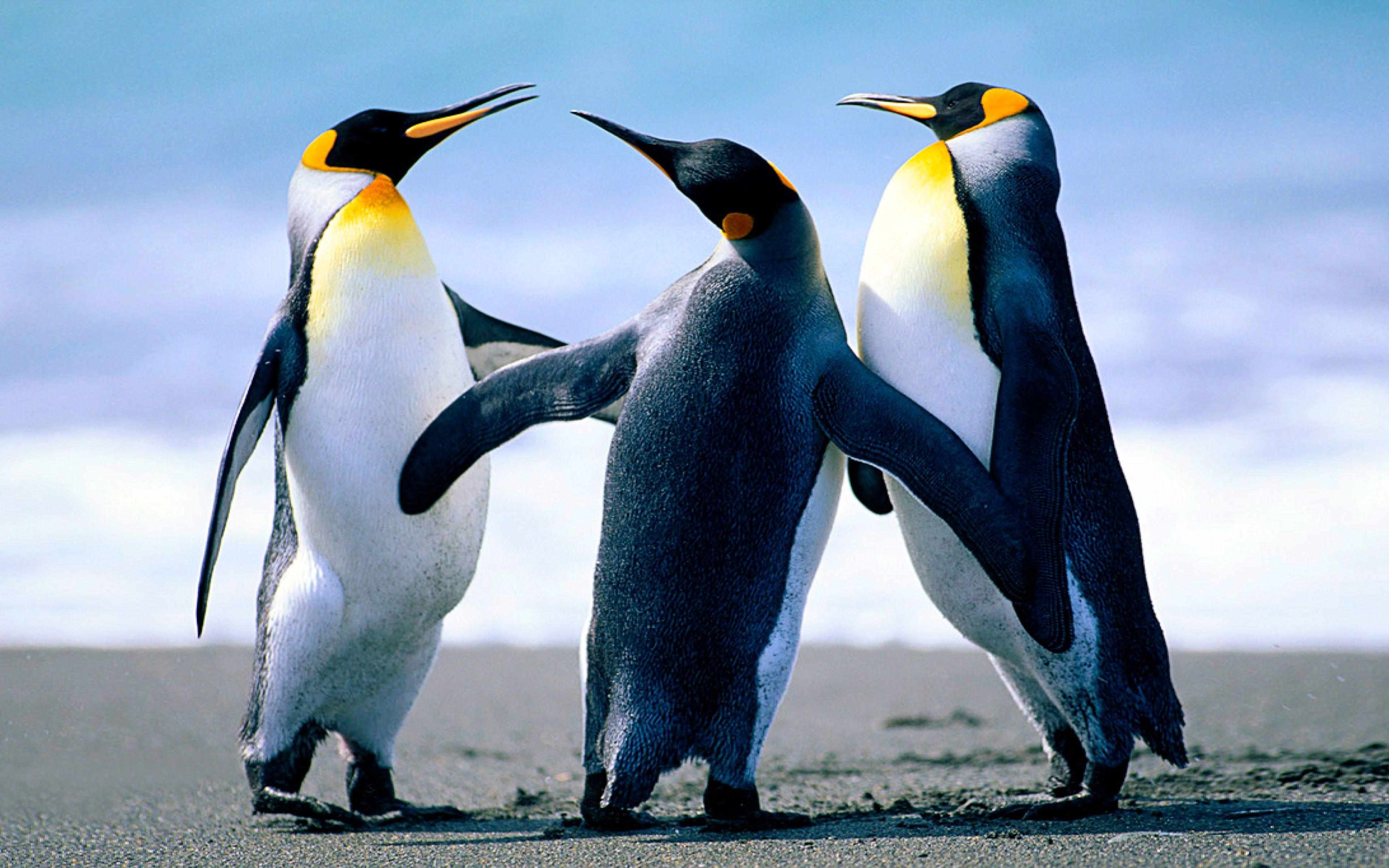 3840x2400 Emperor Penguins Sunbathing On The Sandy Beach Desktop Wallpaper HD 3840x2400 :