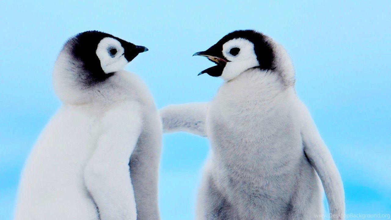1280x720 Cute Penguin Wallpaper Beautiful Desktop Wallpaper Free HD