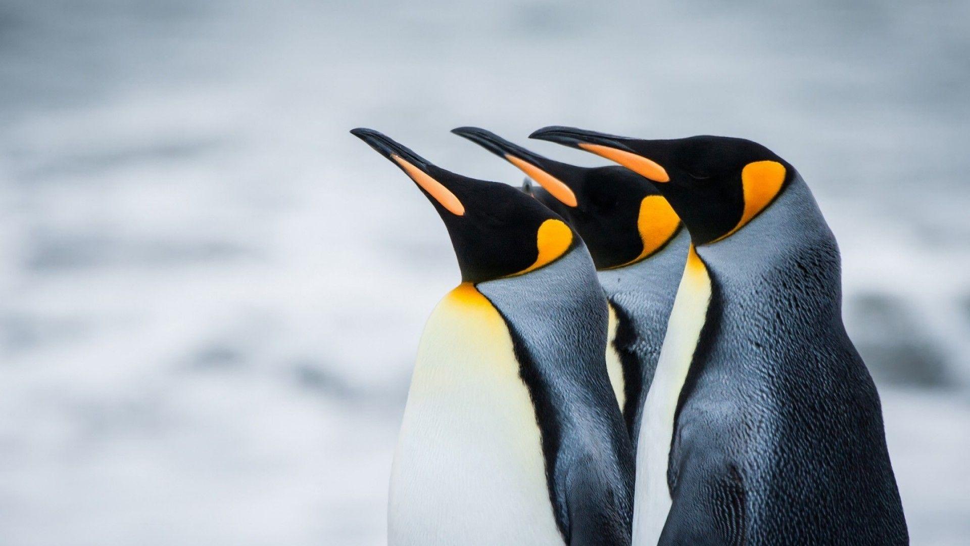 1920x1080 Penguins HD Wallpaper