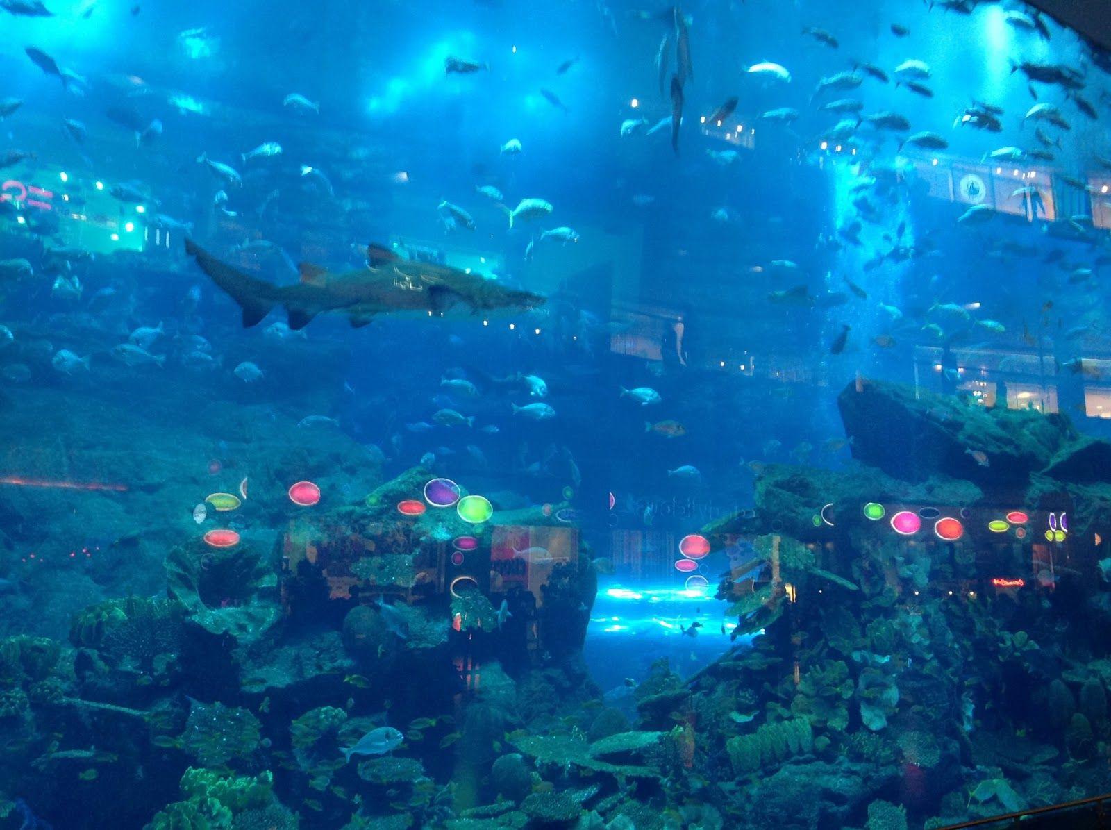 1600x1195 Dubai Mall Aquarium Wallpaper