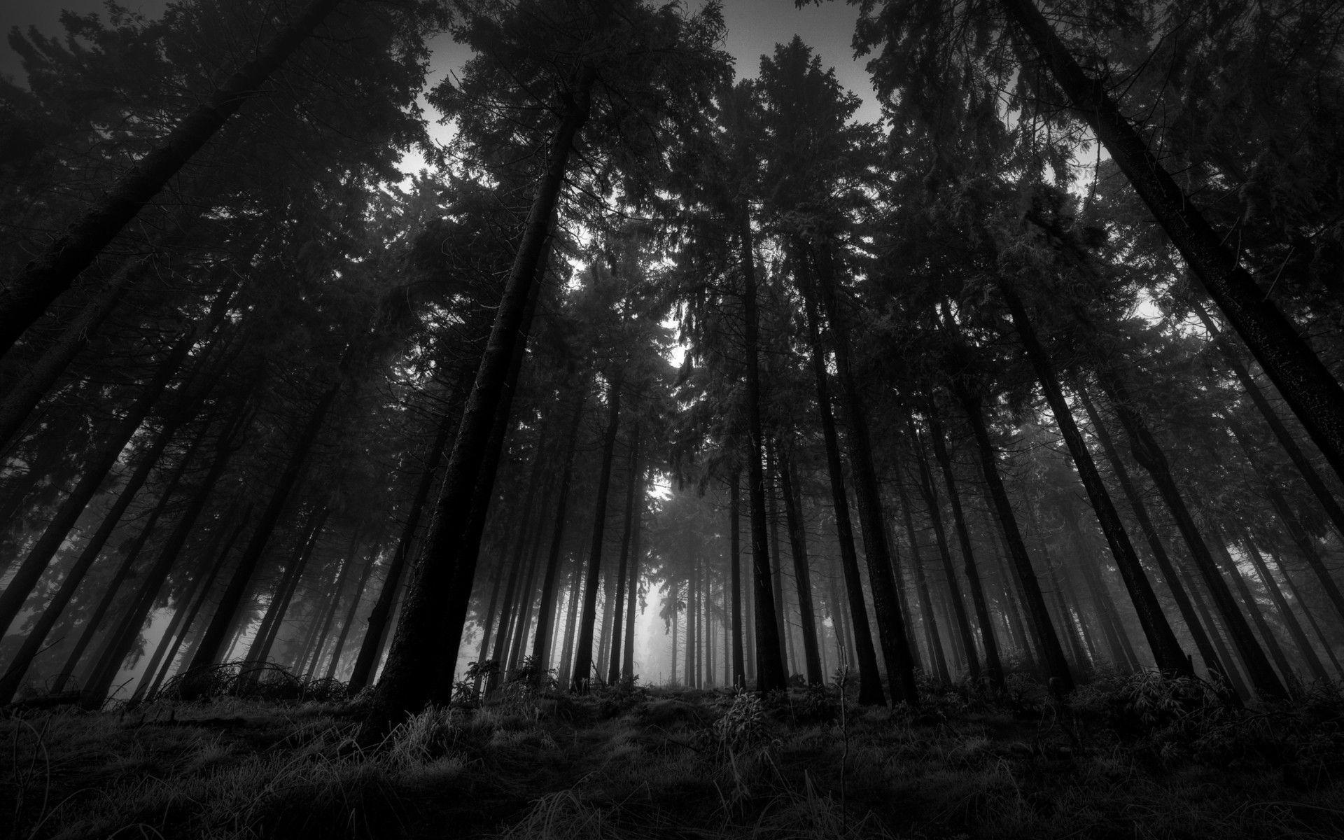 1920x1200 Dark Woods Wallpaper