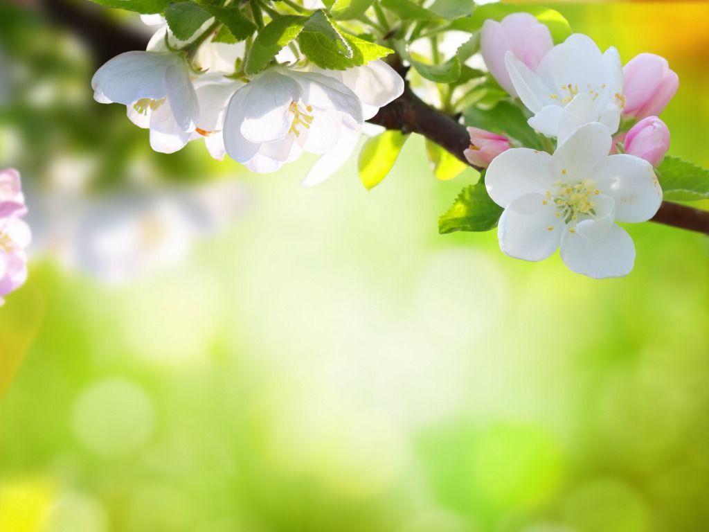 1024x768 Download Spring Flowers Background for iphone, pc desktop, android, or mac. night. Spring flowers background, Spring wallpaper hd, Spring flowers wallpaper