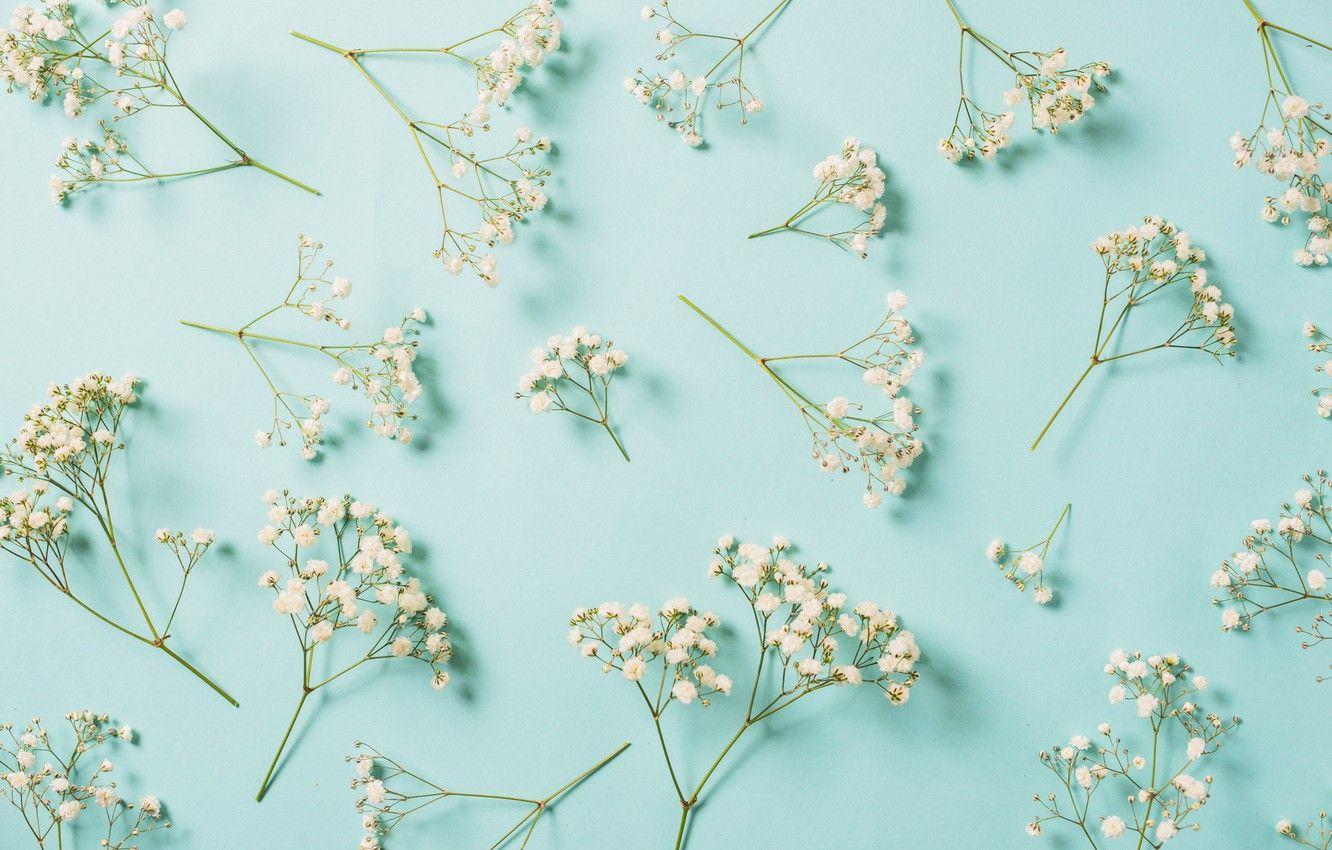 1332x850 Wallpaper flowers, background, white, white, flowers, spring