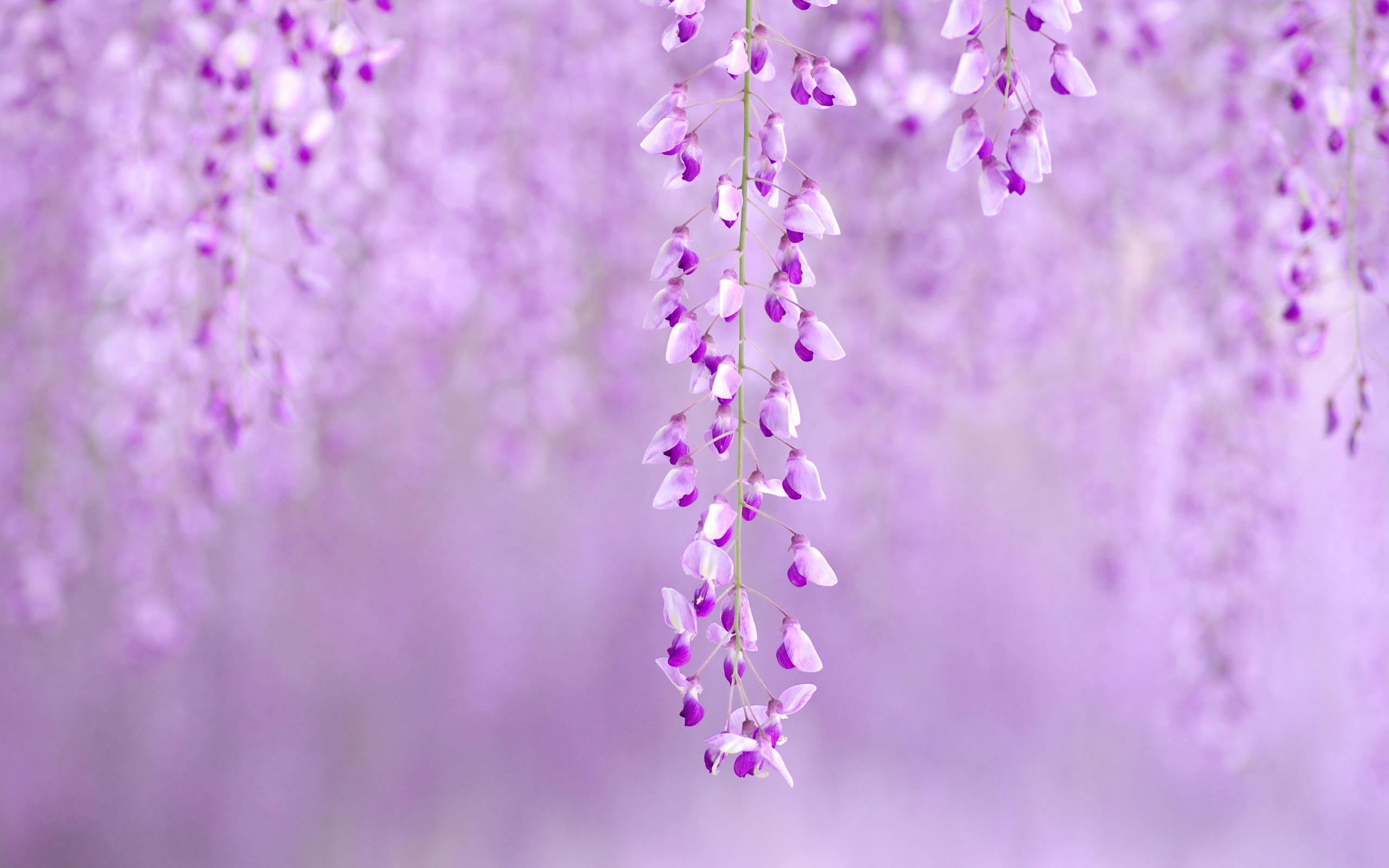 2560x1600 Free download Spring Flowers Background Wallpaper High Definition