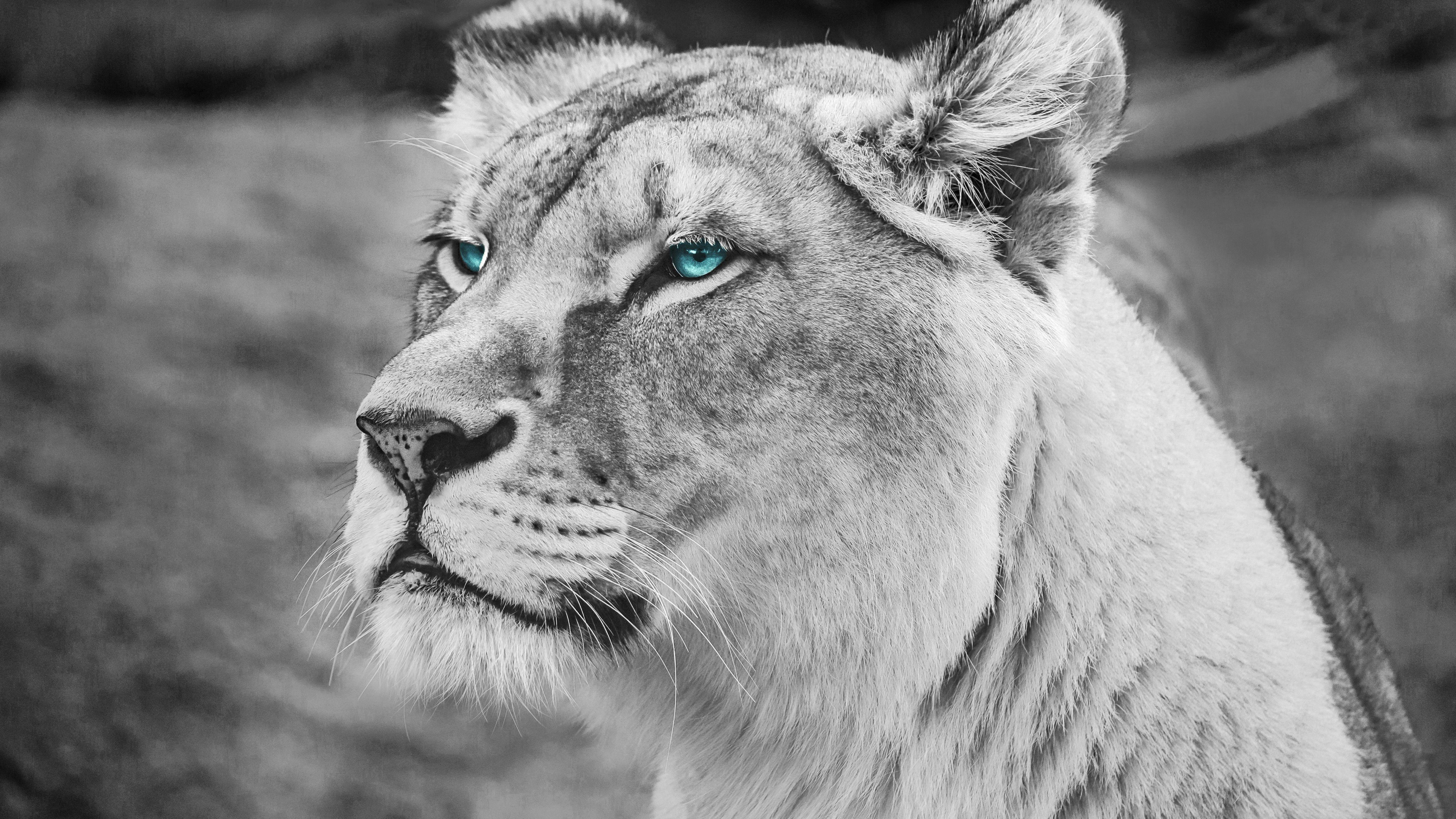 5120x2880 Blue eyed Lion Monochrome 5K Wallpaper