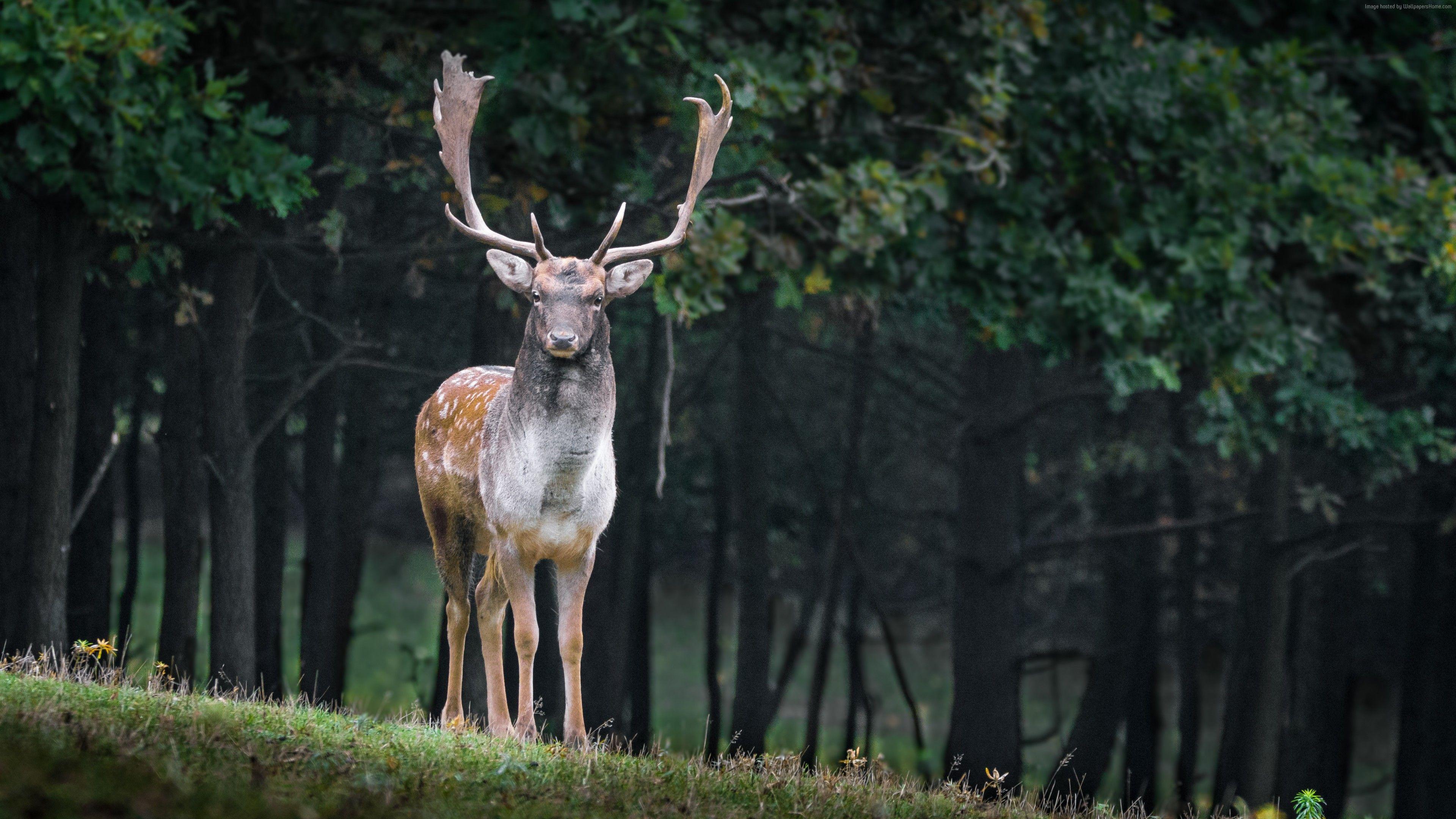 3840x2160 Wallpaper deer, cute animals, forest, 5k, Animals Wallpaper Download Resolution 4K Wallpaper