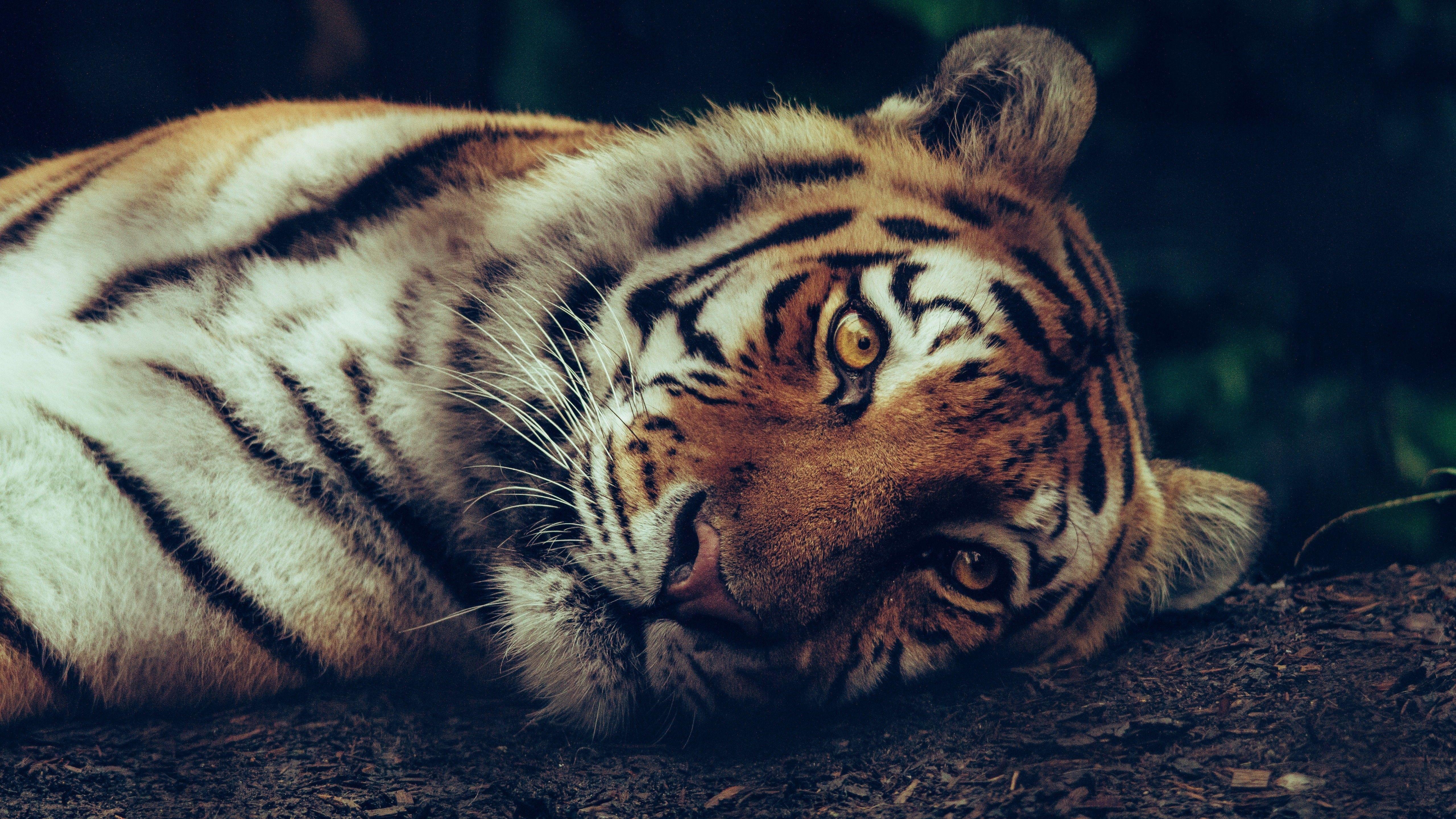 5120x2880 Tiger Sleeping 5K Wallpaper