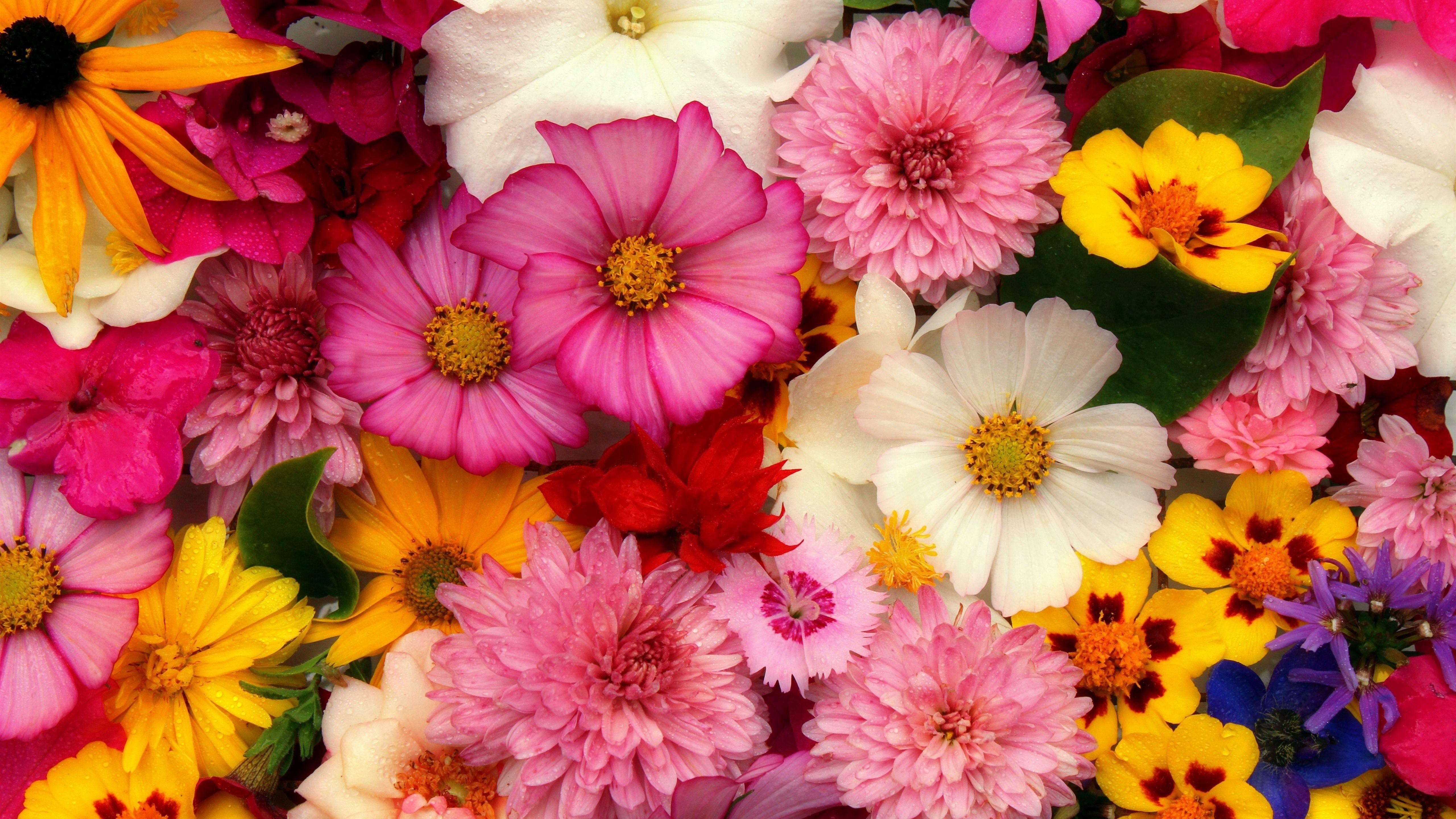 5K Flower Wallpapers - Top Free 5K Flower Backgrounds - WallpaperAccess