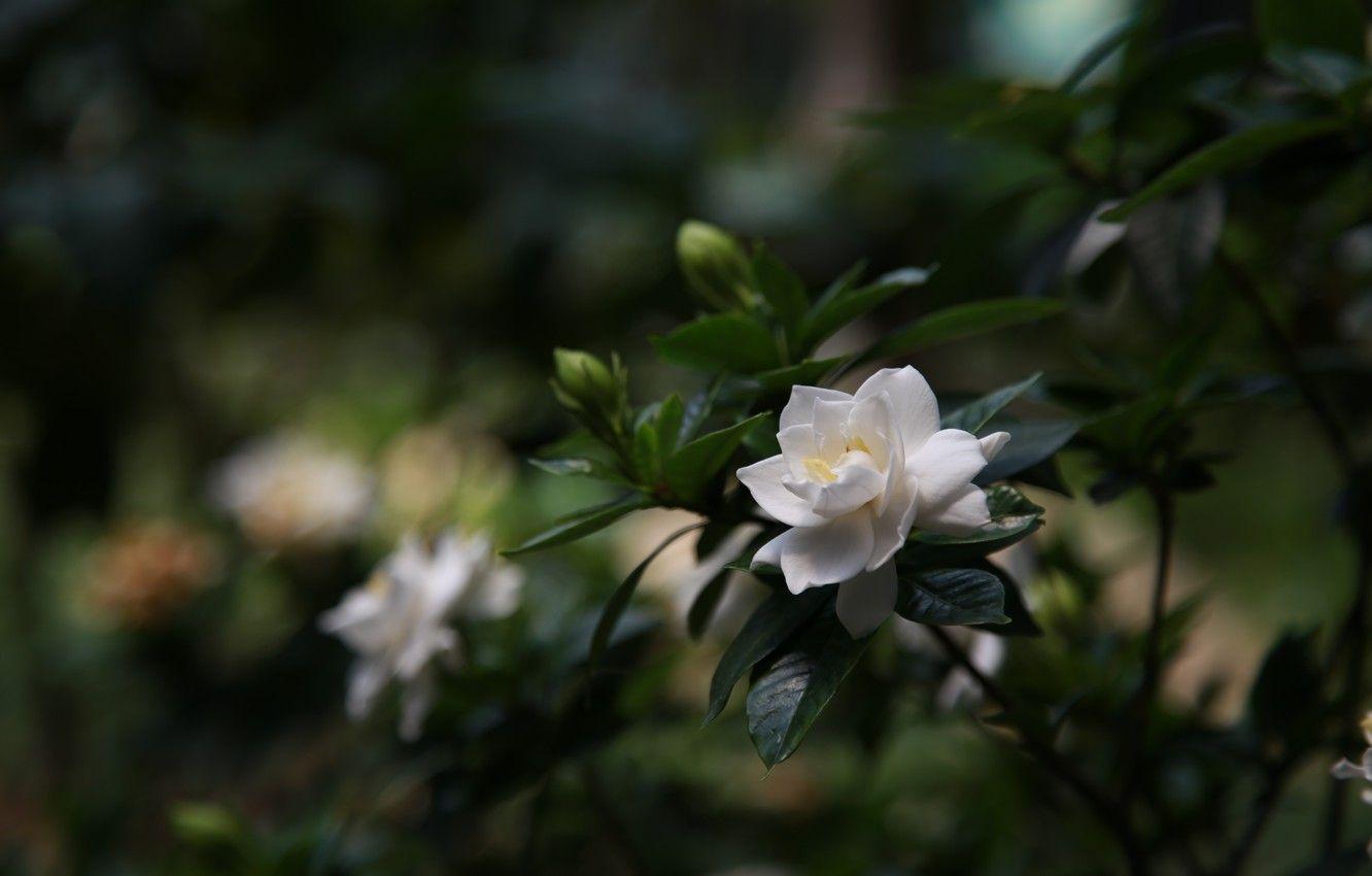 1332x850 Wallpaper white, flowers, Bush, petals, Bud, Gardenia image for desktop, section макро