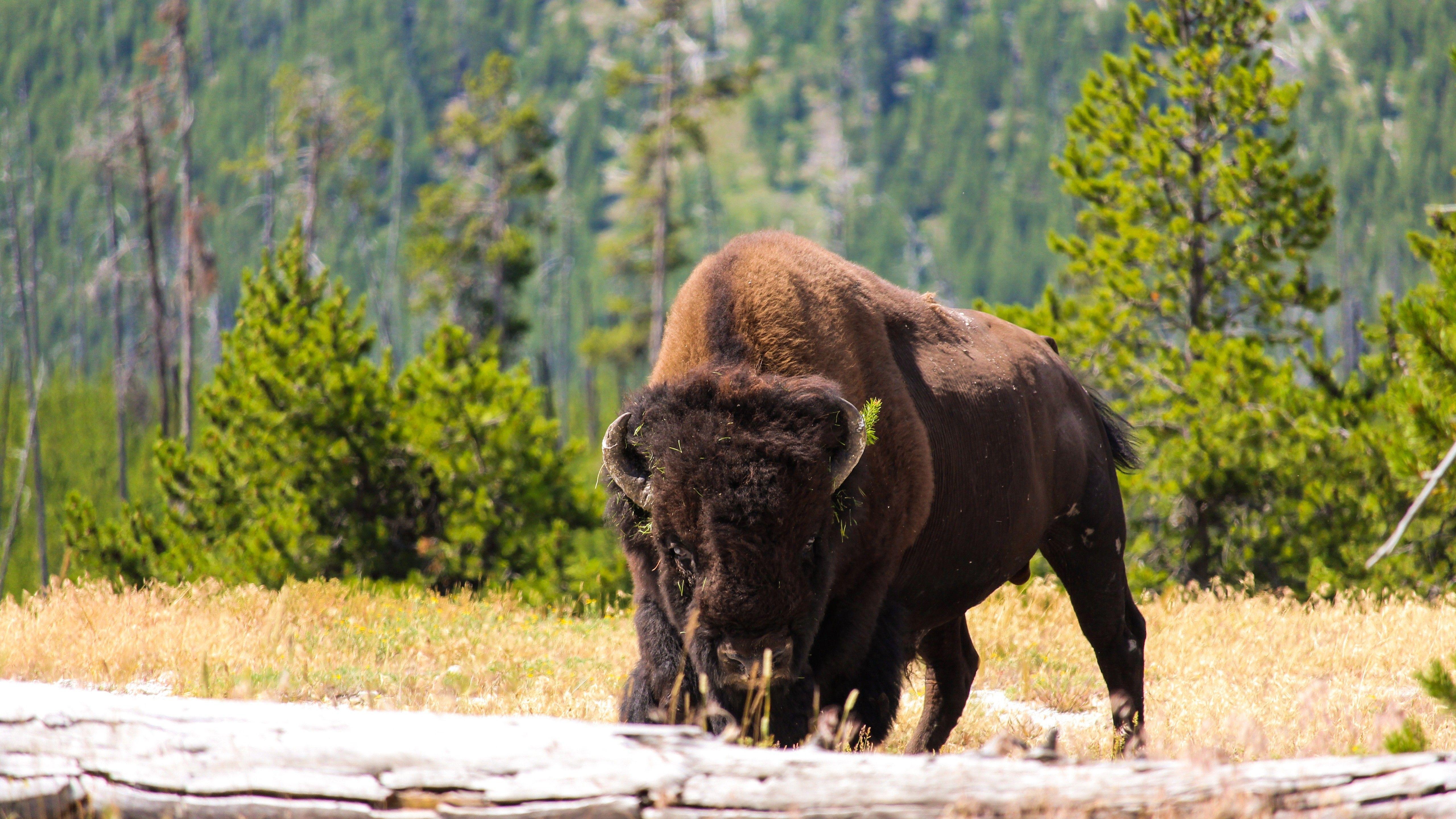 5120x2880 Animal Bison 5K Wallpaper